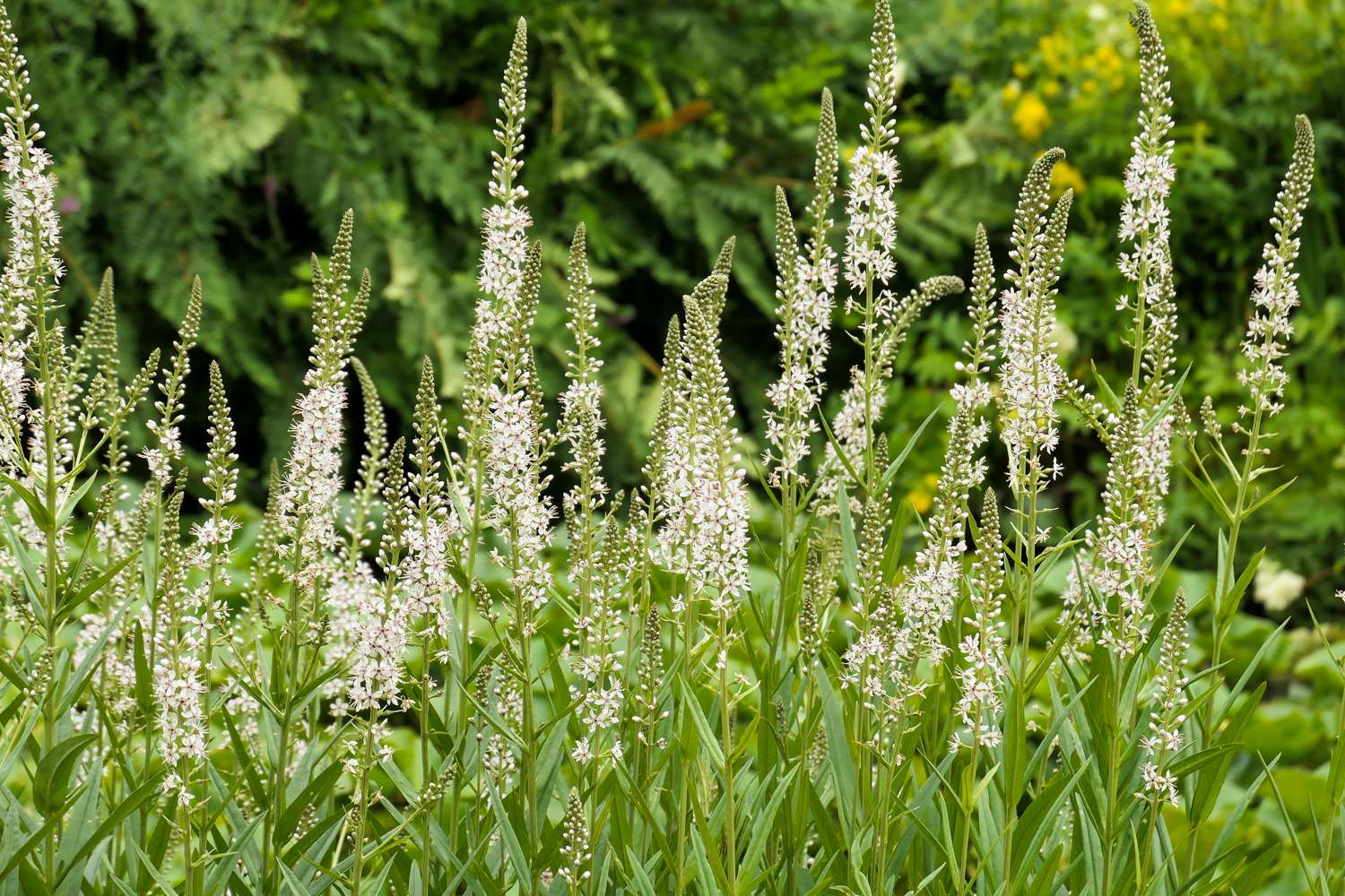 Rantatädyke 'Schneeriesin'