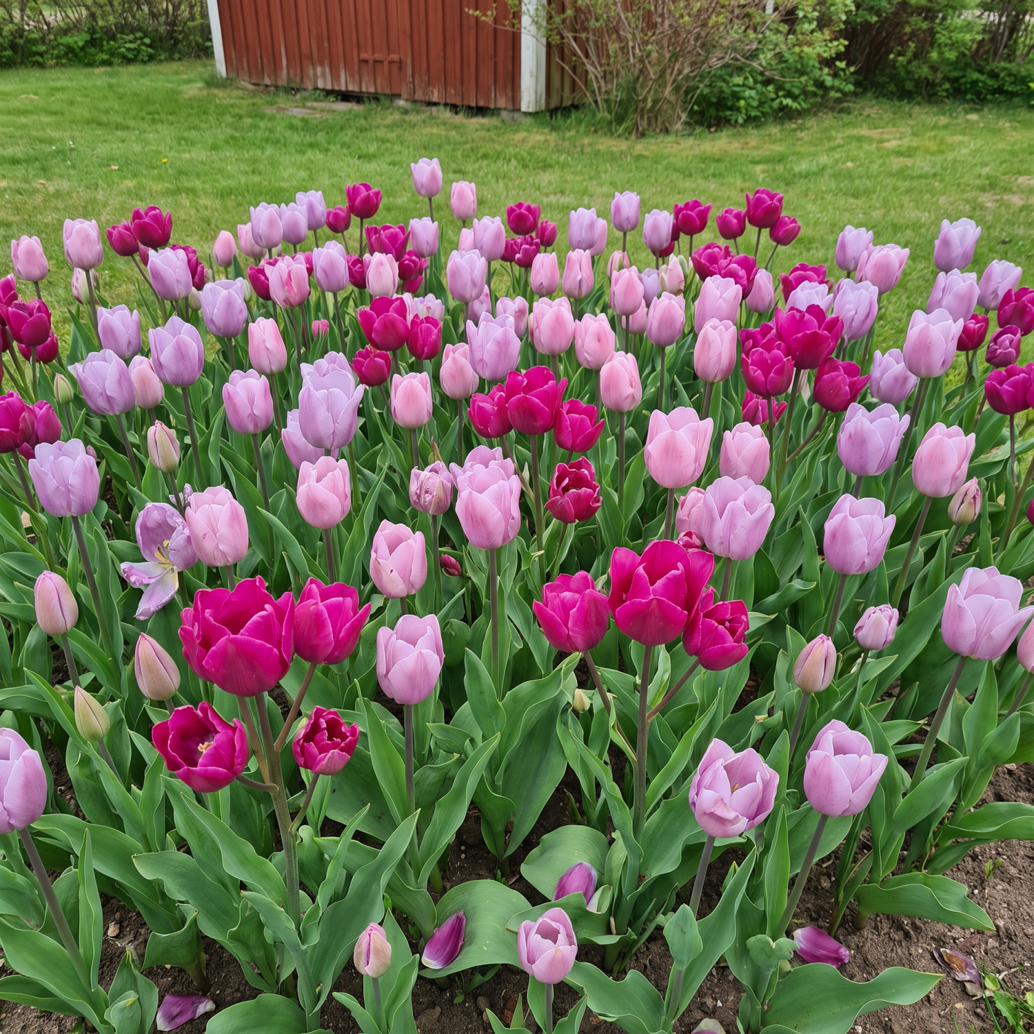 Valmis kukkapenkki 'Purple Rain' (1 m²)