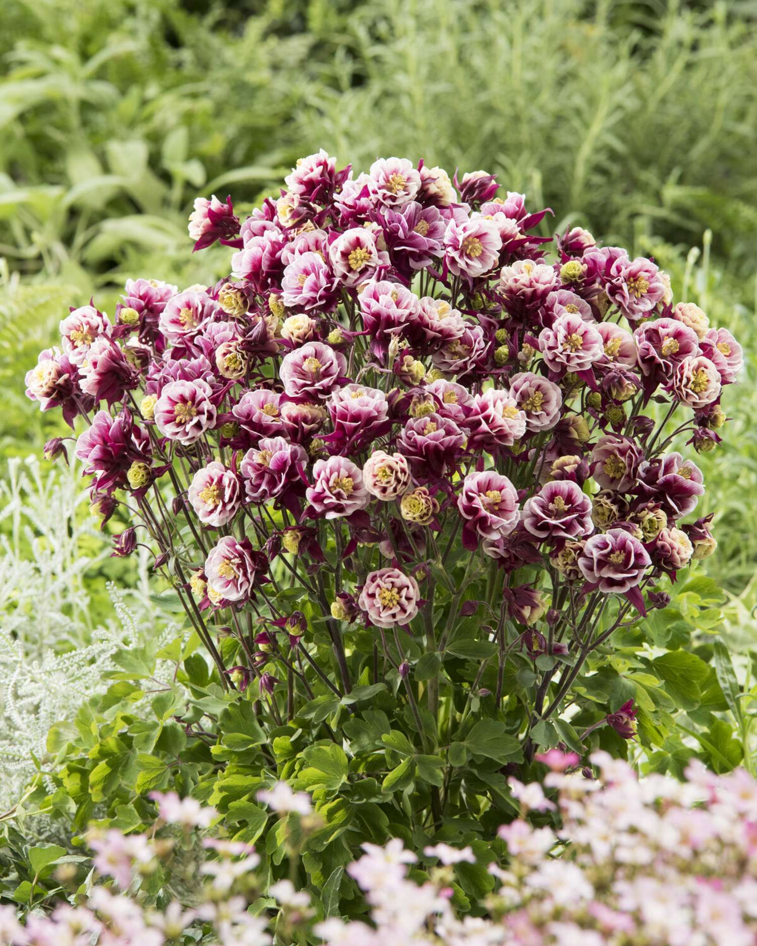 Akleija ‘Winky Double Red/White’