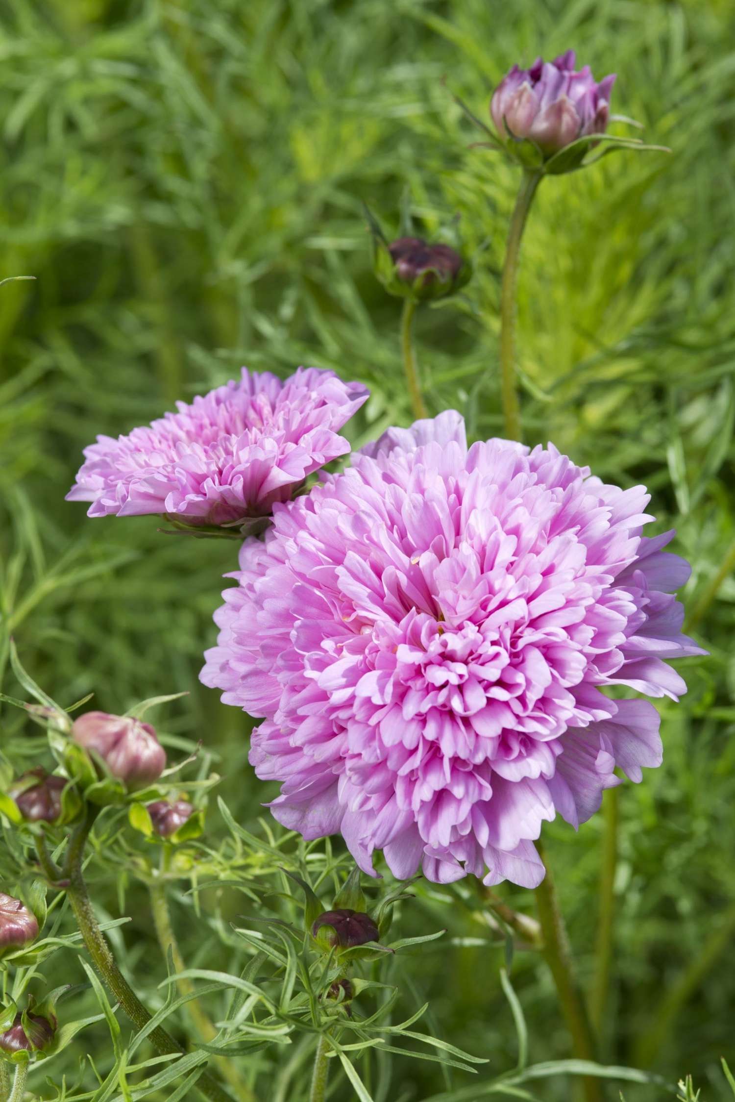 Kosmoskukka 'Double Dutch Rose' (siemen)
