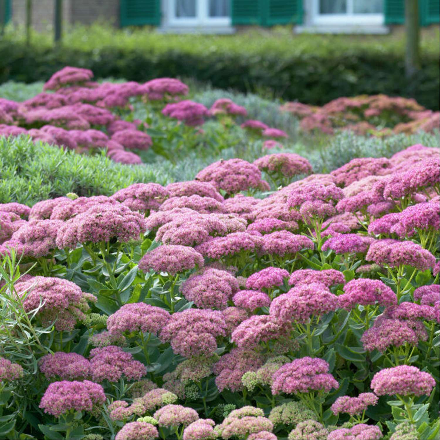 Komeamaksaruoho 'Herbstfreude' (Sedum)