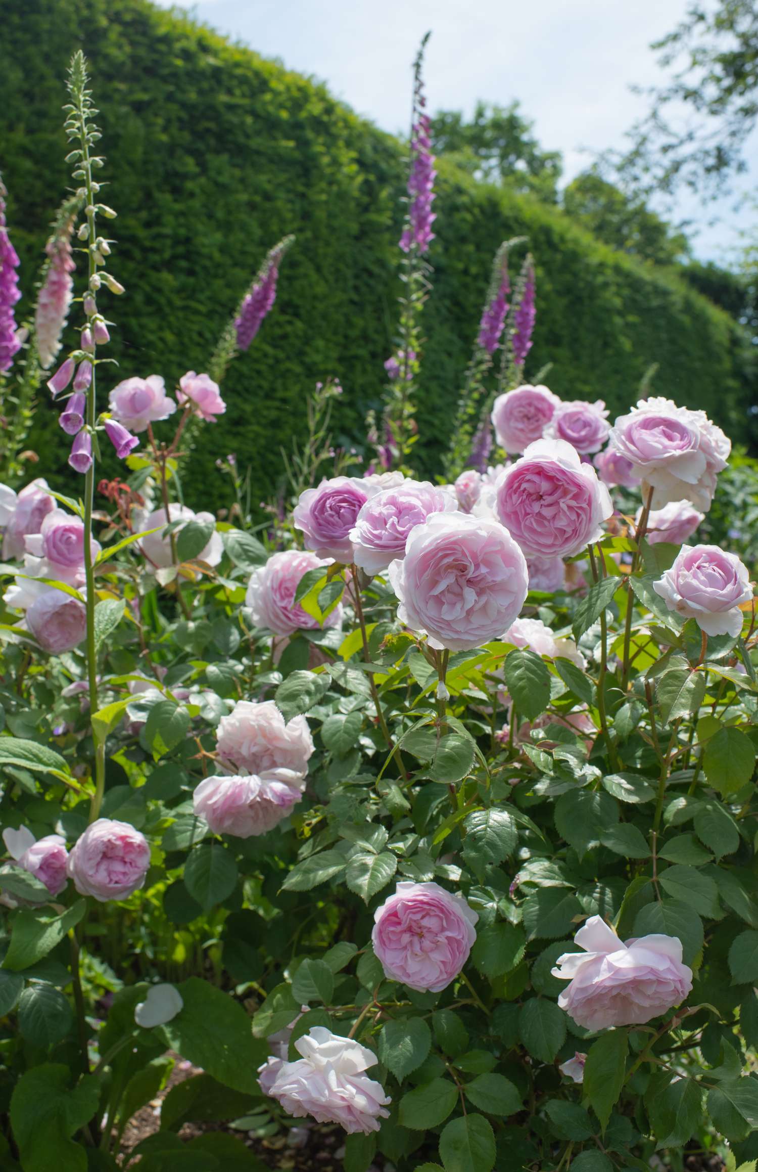Ruusu 'Olivia Rose Austin®' (Ausmixture)