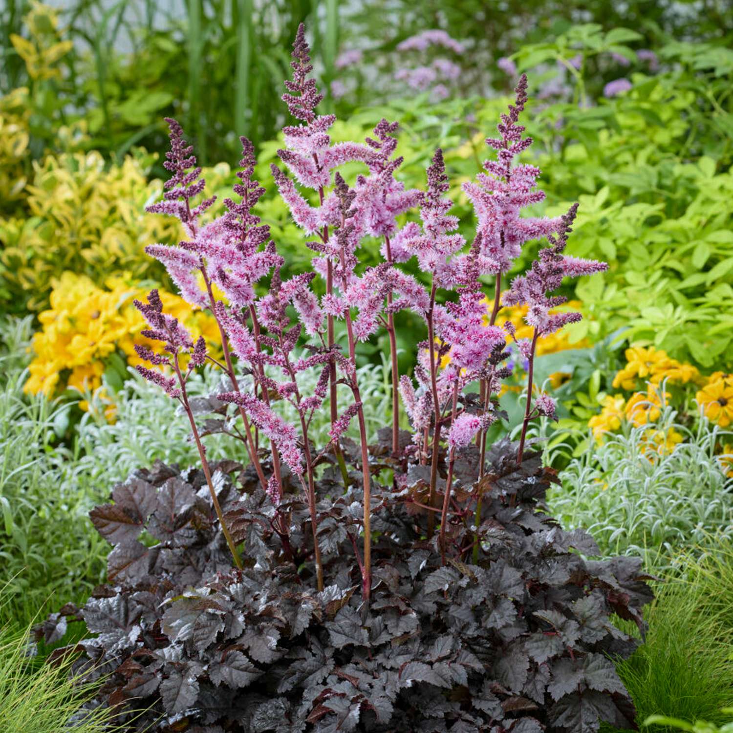 Jaloangervo ‘Dark Side of The Moon’