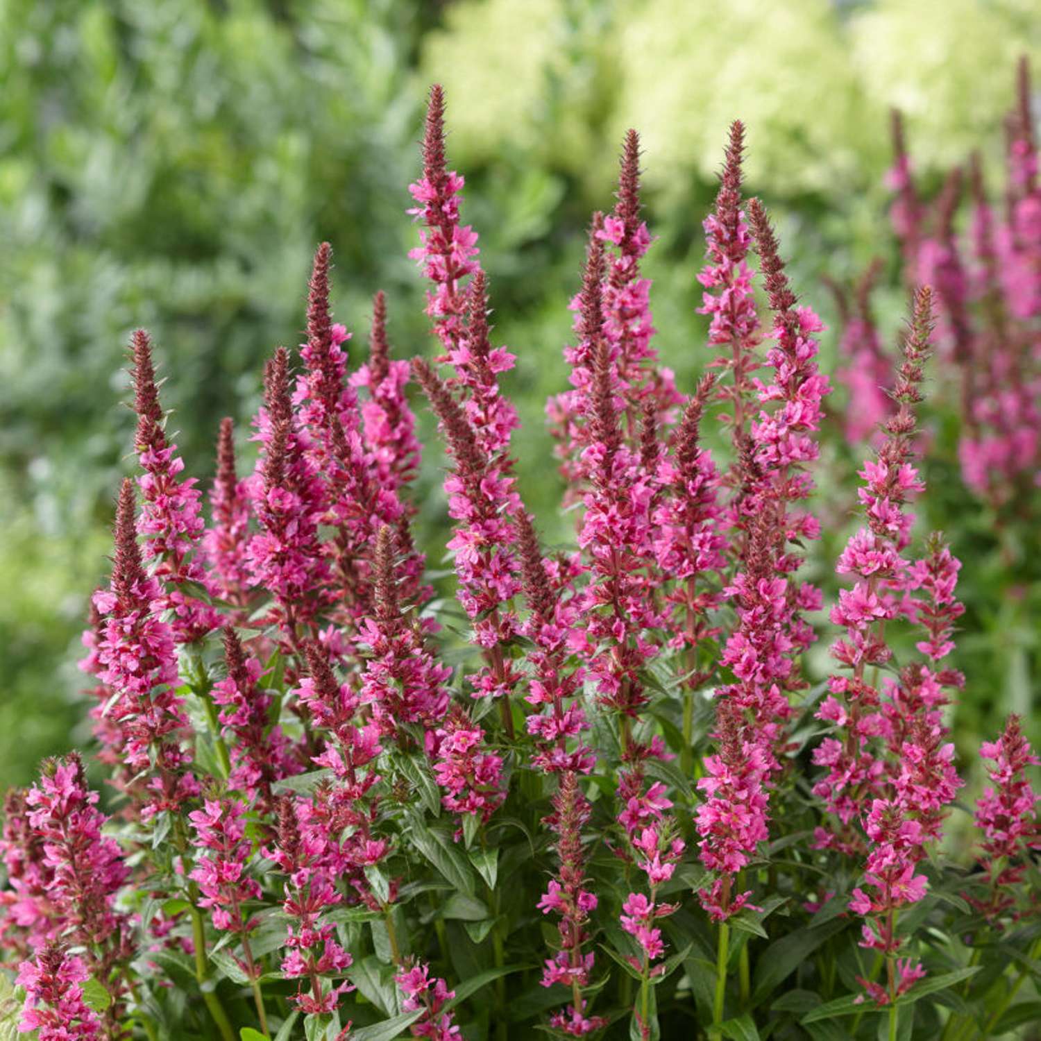 Pohjanrantakukka 'Robert' (Lythrum salicaria)