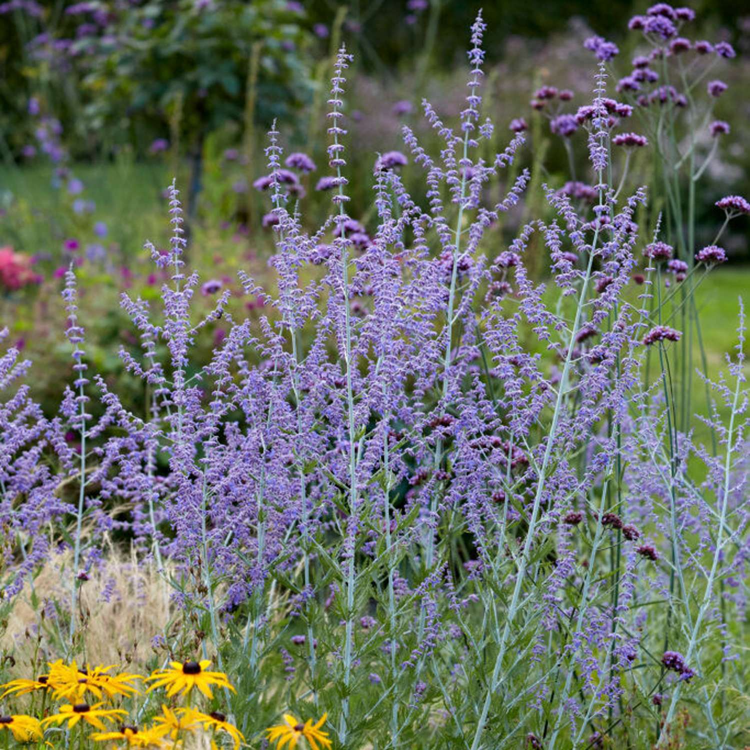 Sulkapiiska 'Blue Spire' (Perovskia atriplicifolia)