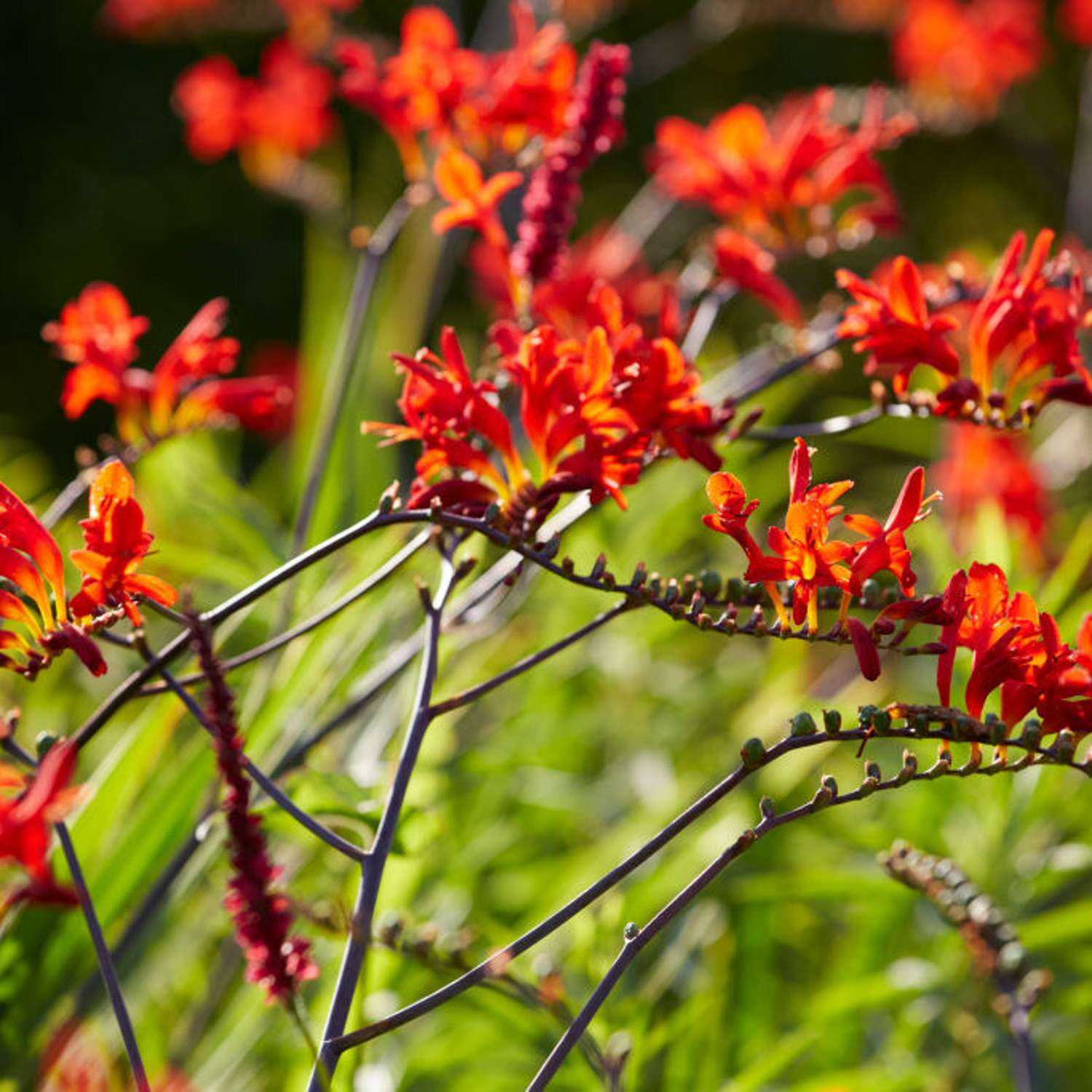 Ruostekukka 'Lucifer' (Crocosmia)