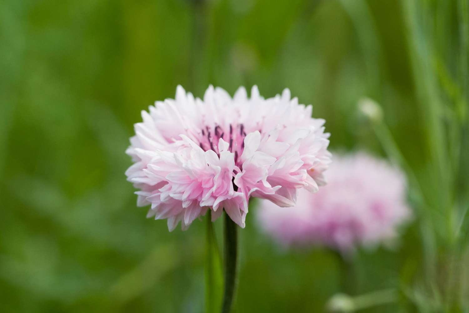 Ruiskaunokki 'Pink' (siemen)