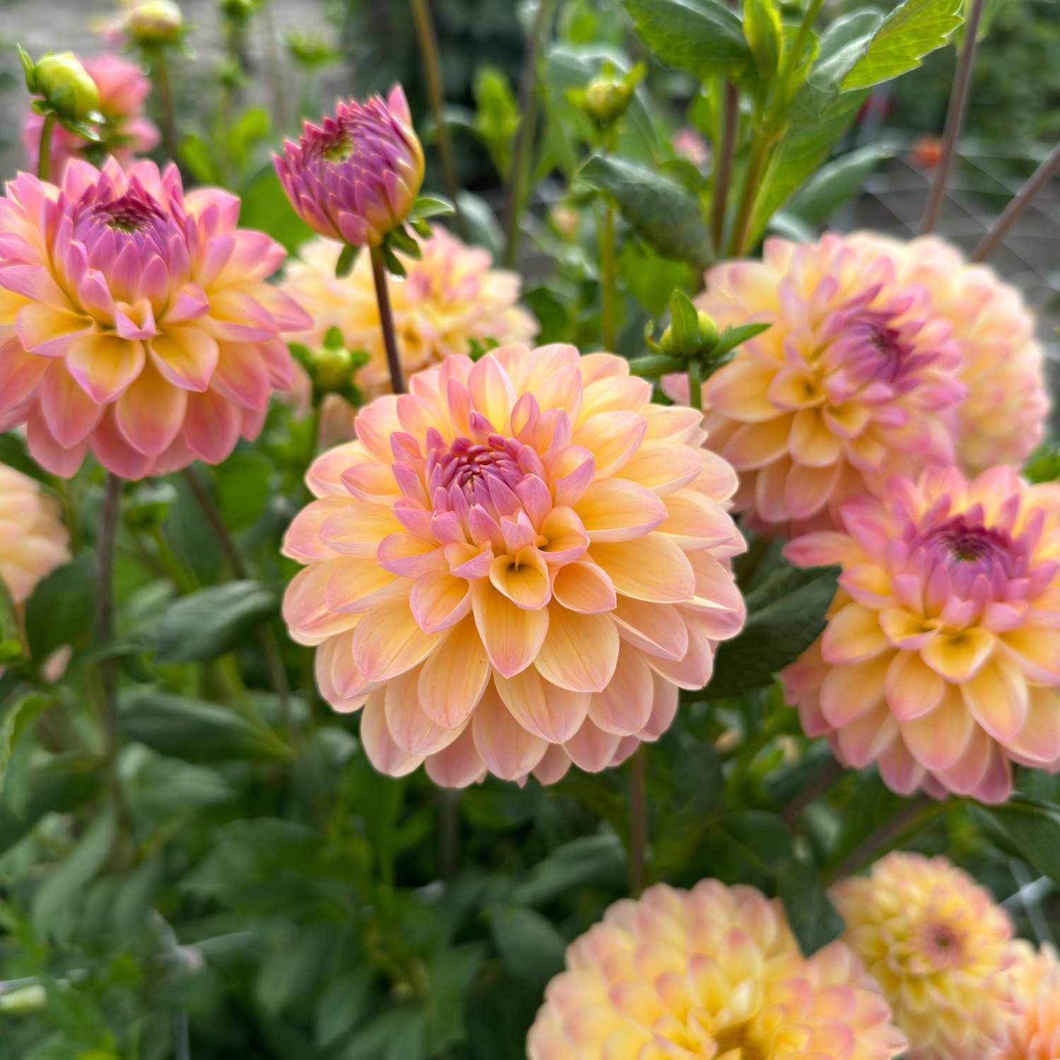 Daalia ‘Hapet Pastell’