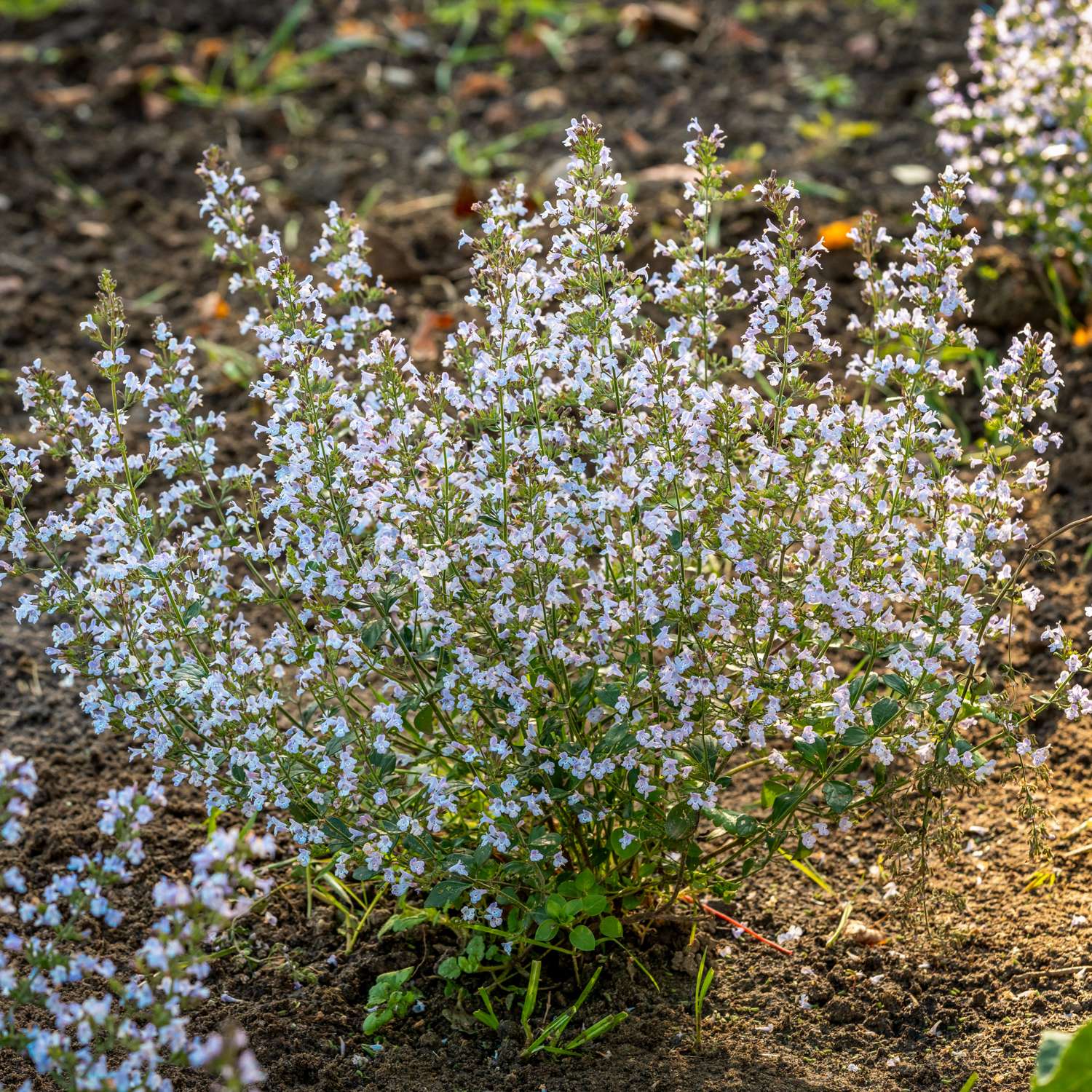 Kivikkokäenminttu (Calamintha nepeta)