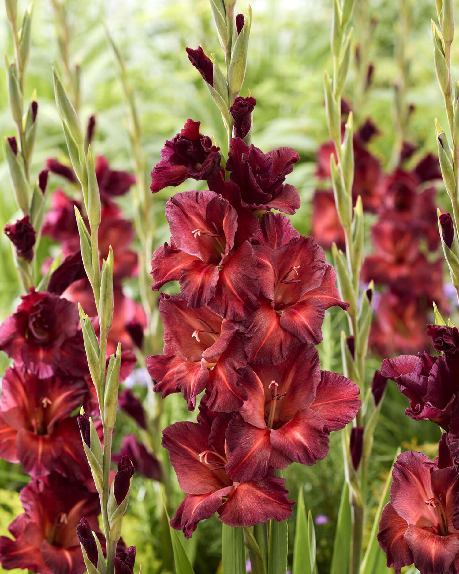 Gladiolus 'Chocolate®'