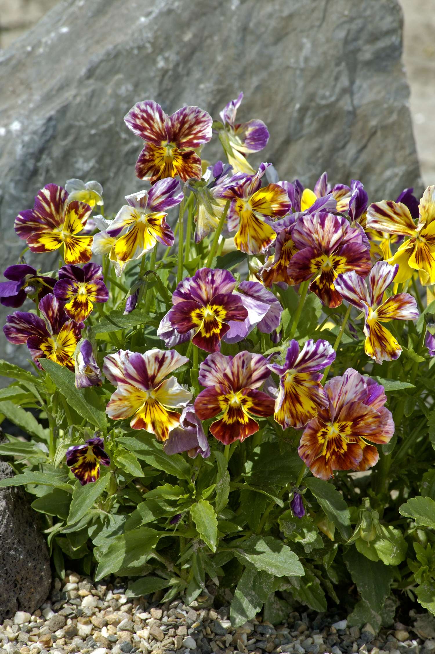 Sarviorvokki 'Brush Strokes' (siemen)