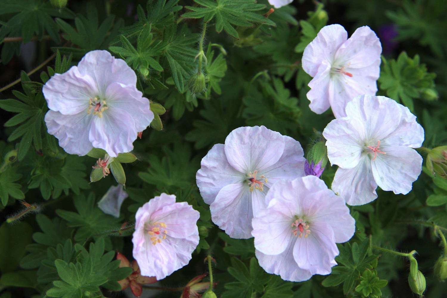 Kurjenpolvi ‘Apfelblüte’