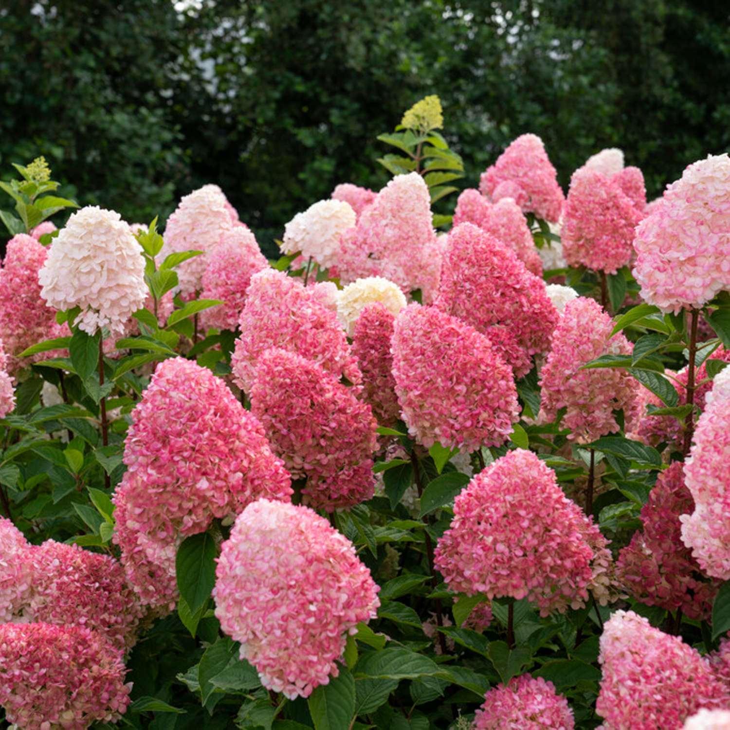 Hortensia 'Living Pink & Rose'