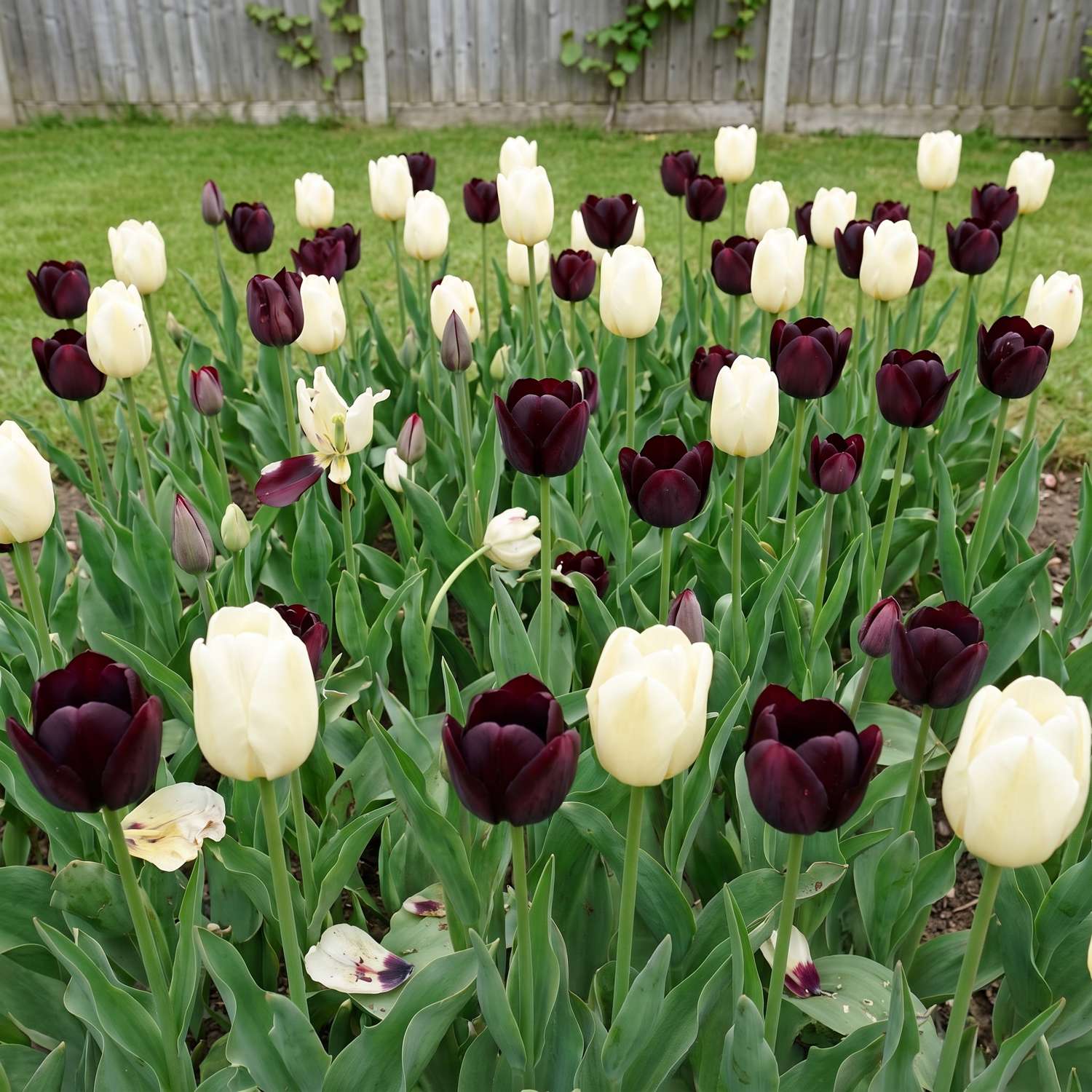 Valmis kukkapenkki 'Black Tie' (1 m²)