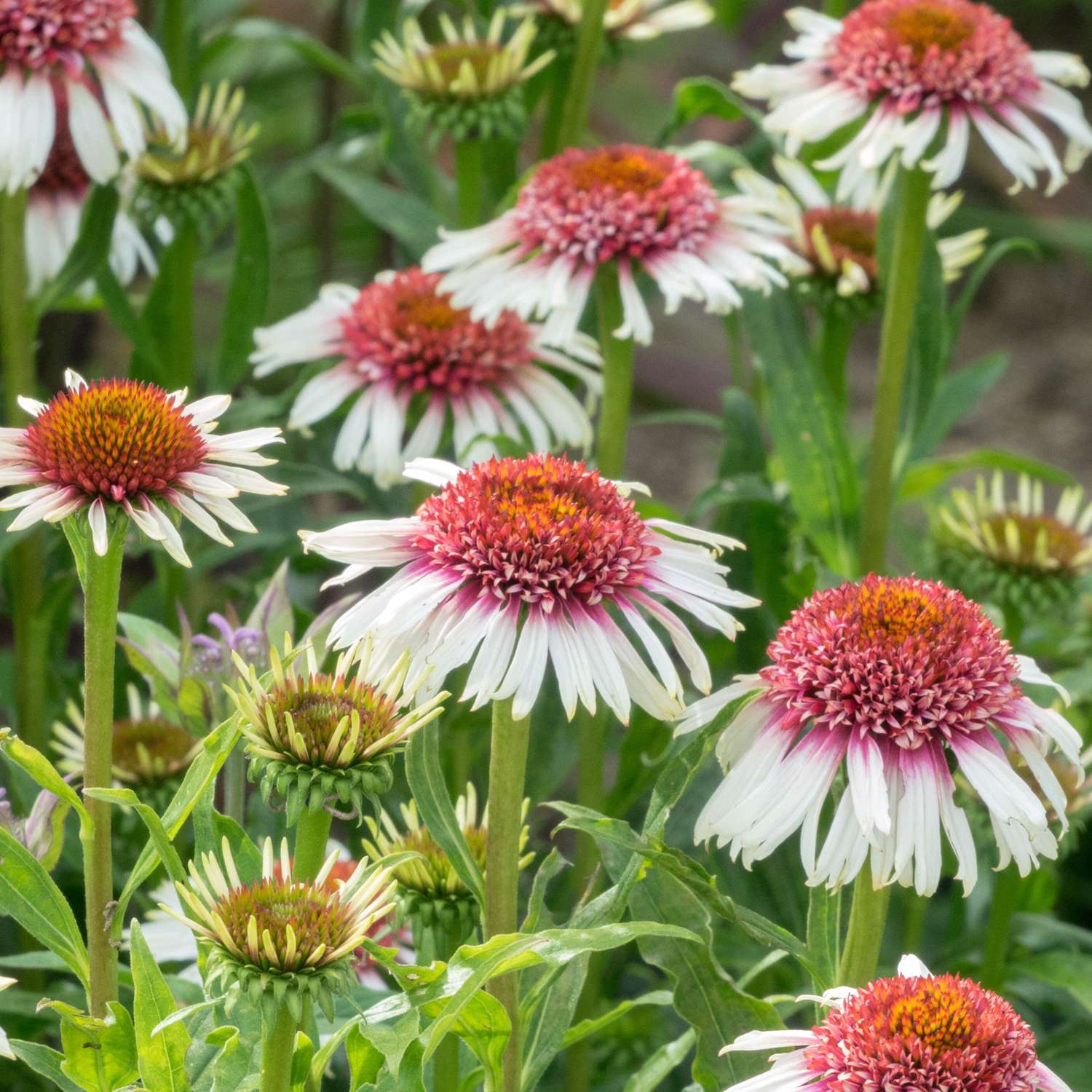 Punahattu Echinacea 'Strawberry and Cream'