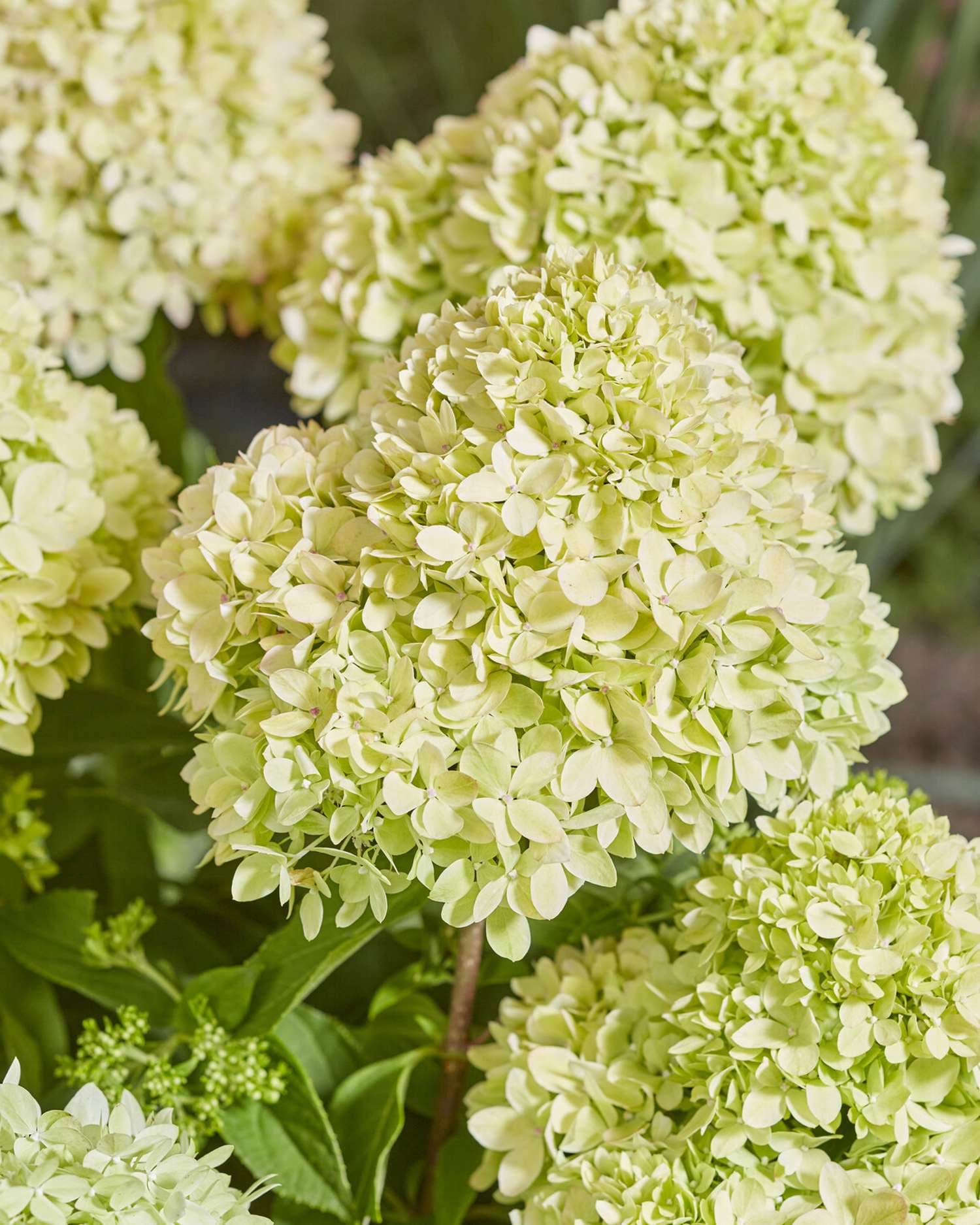 Hortensia 'Bee Green'
