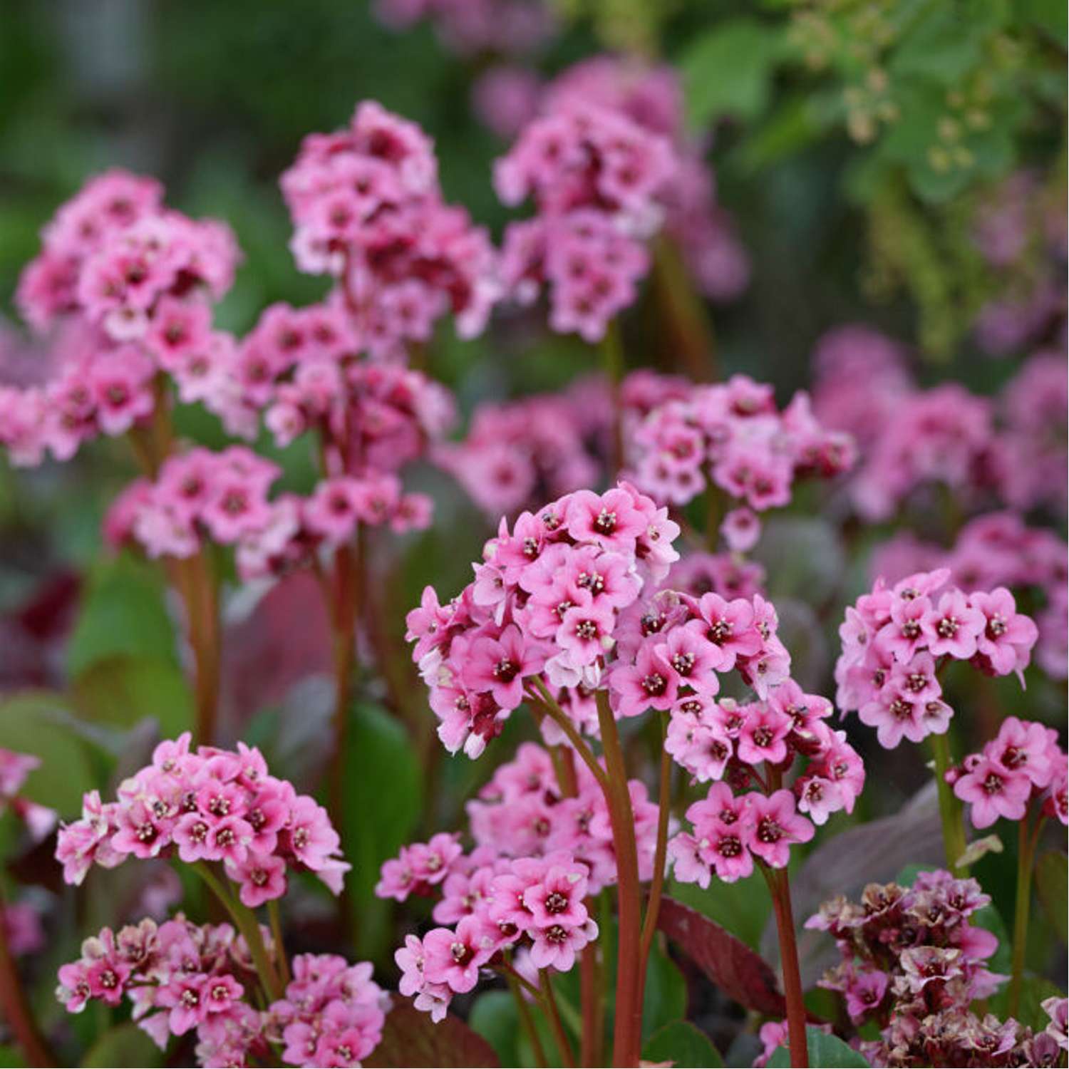 Herttavuorenkilpi (Bergenia cordifolia)