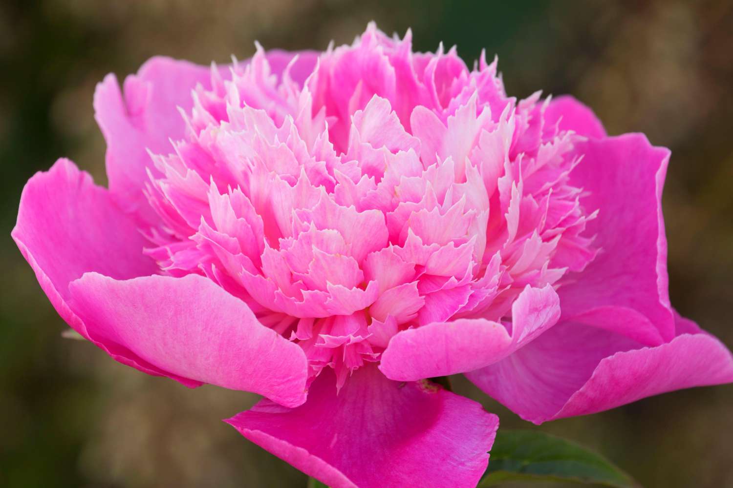 Pioni 'Bouquet Perfect'