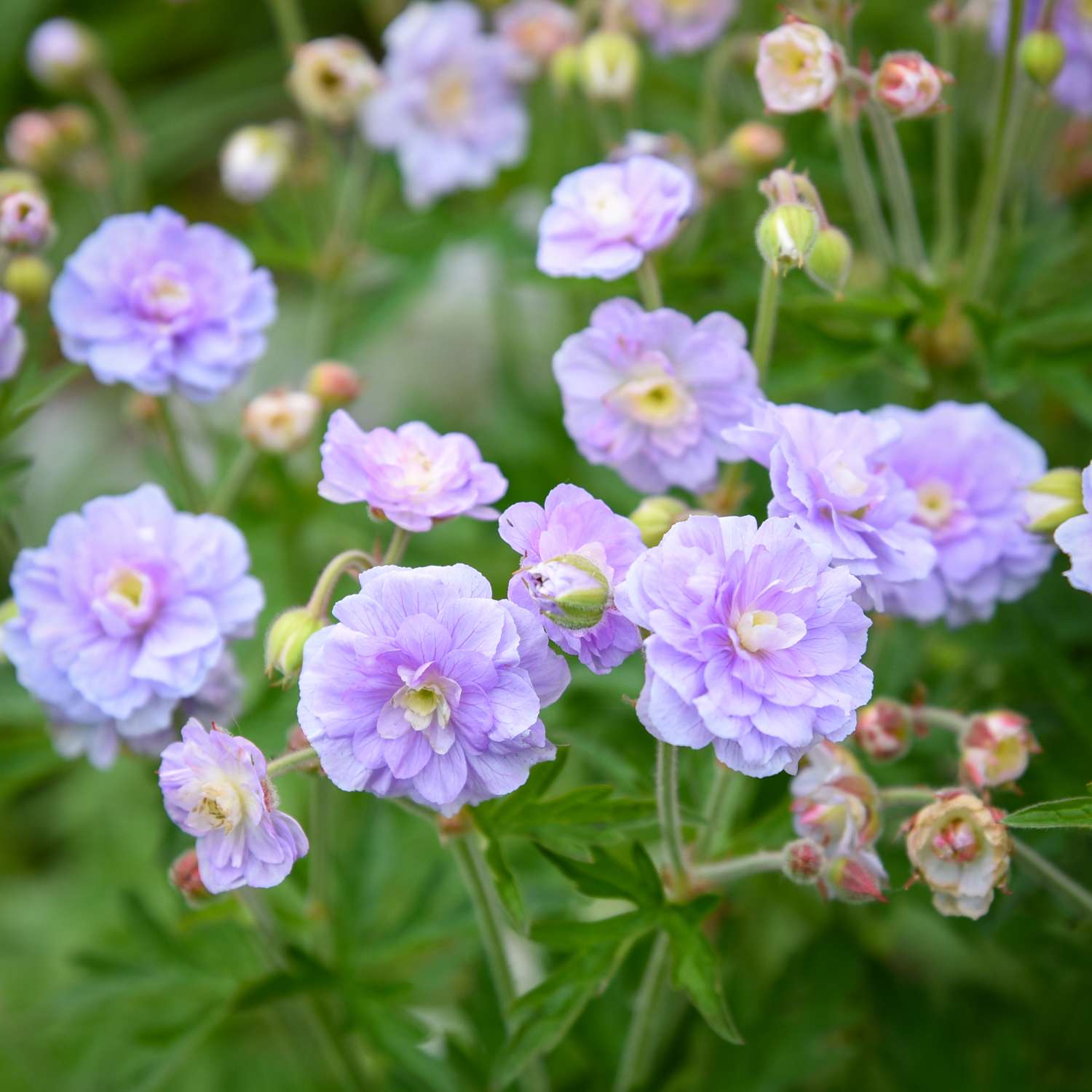 Kurjenpolvi 'Summer Skies'