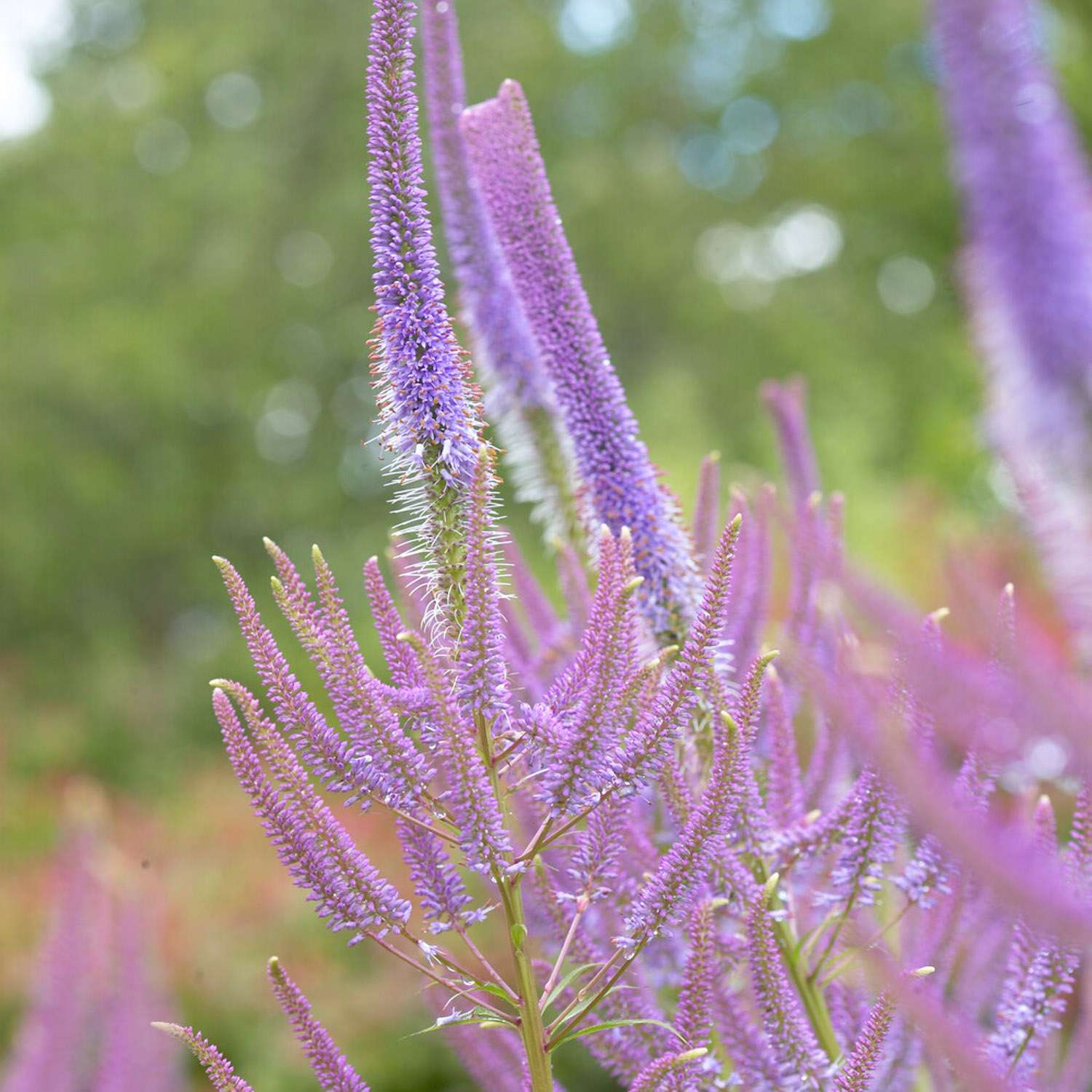 Rantatädyke 'Fascination'