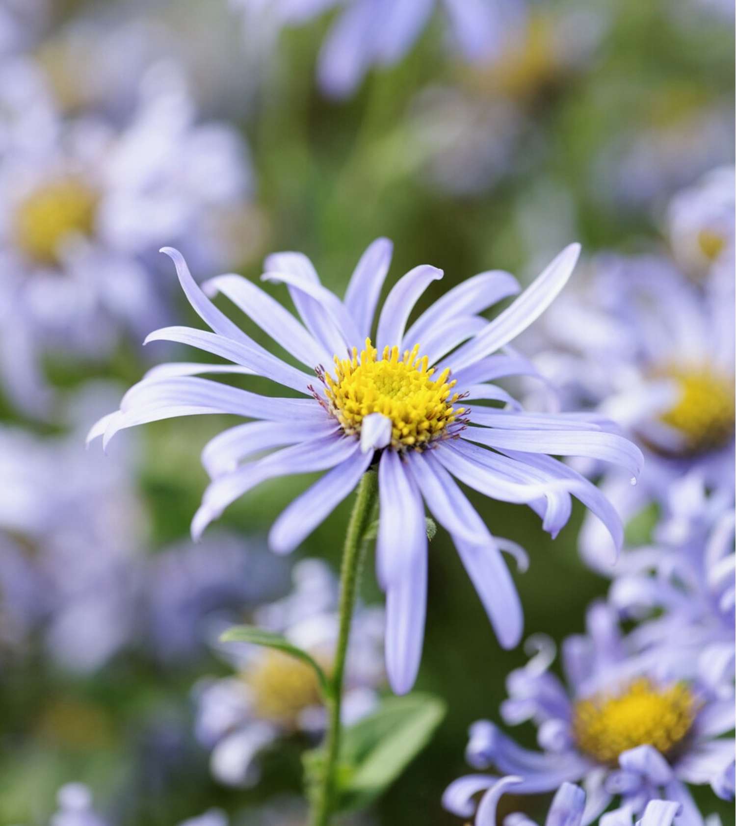 Nappiasteri 'Mönch' (Aster × frikartii)