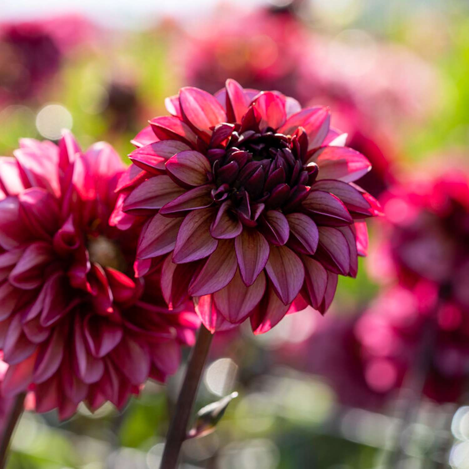 Daalia ‘Senior’s Hope’