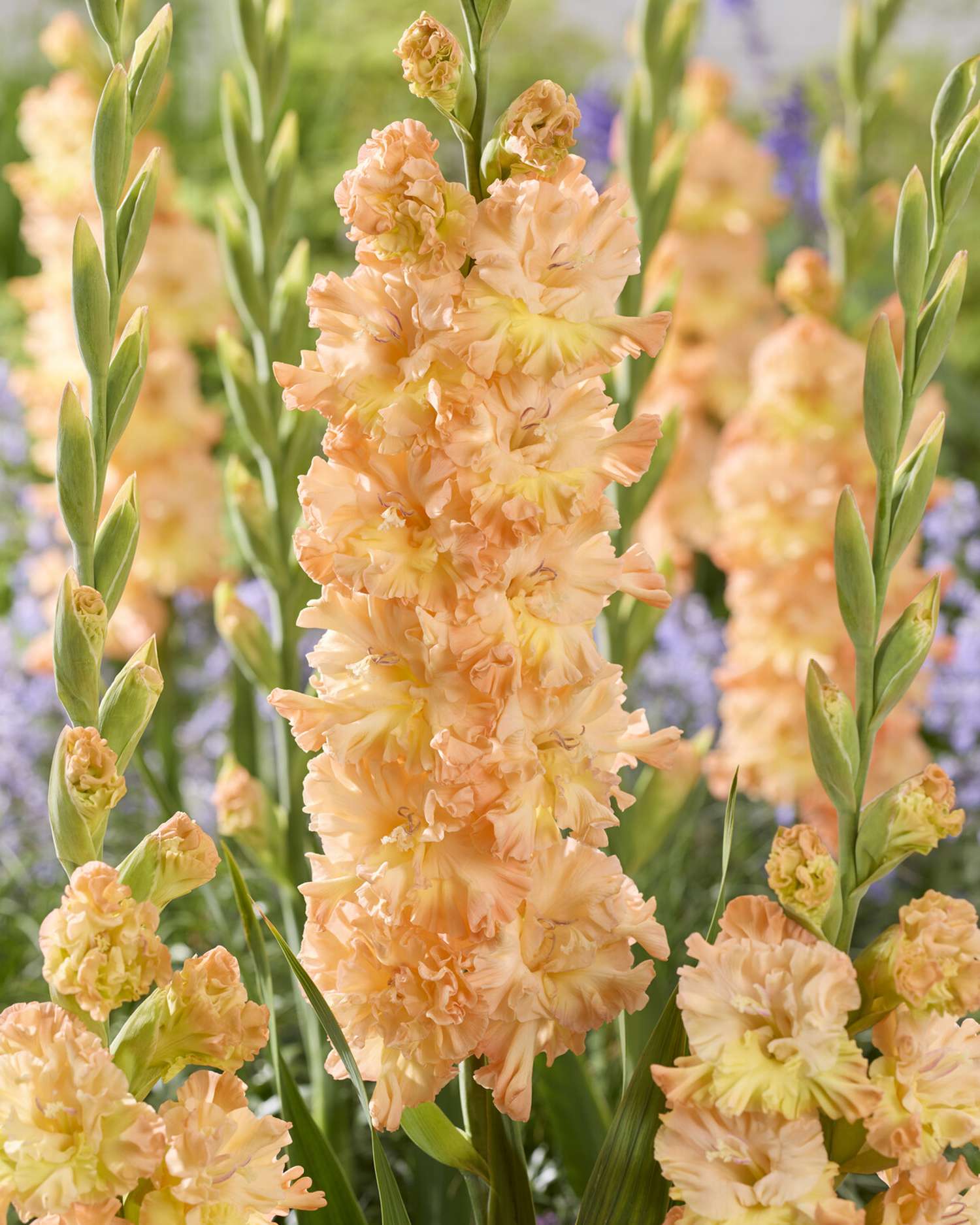 Gladiolus 'The Great Queen Elizabeth'