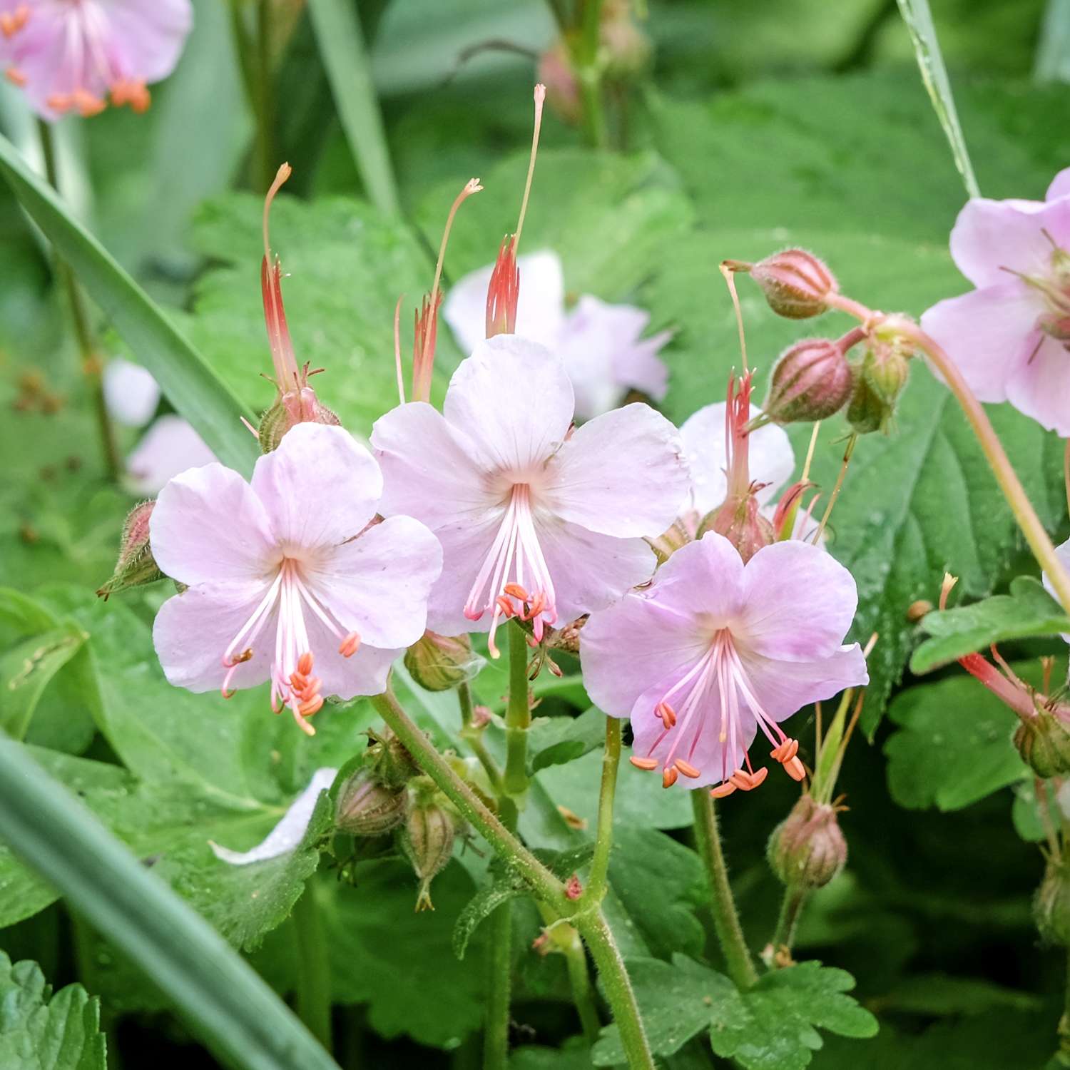 Kurjenpolvi 'Ingwersen's Variety'