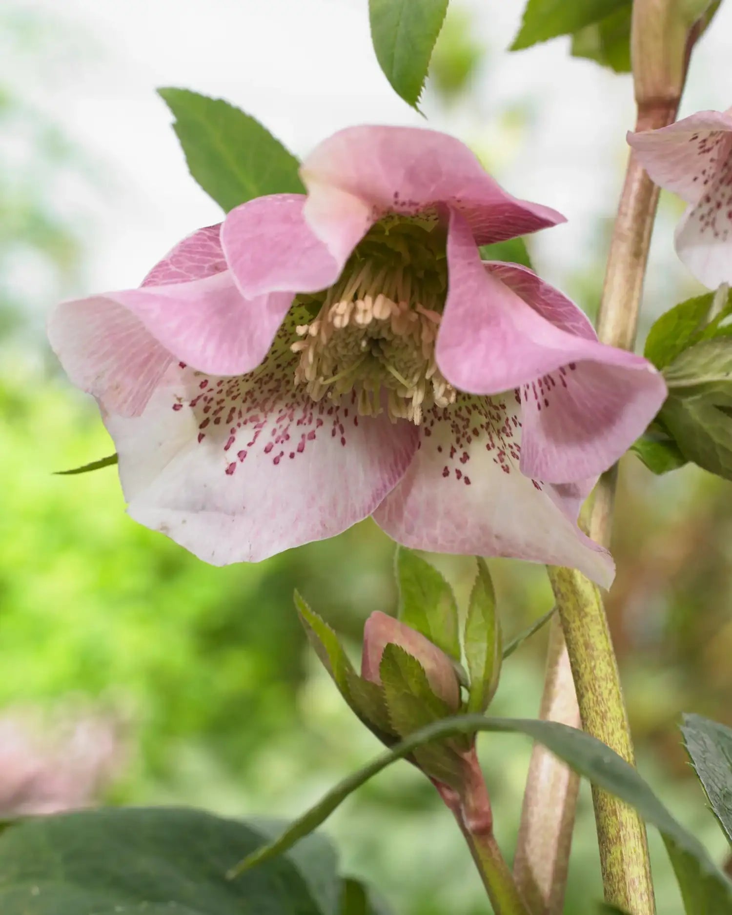 Tarhajouluruusu 'Pretty Ellen Pink' (Helleborus × hybridus)