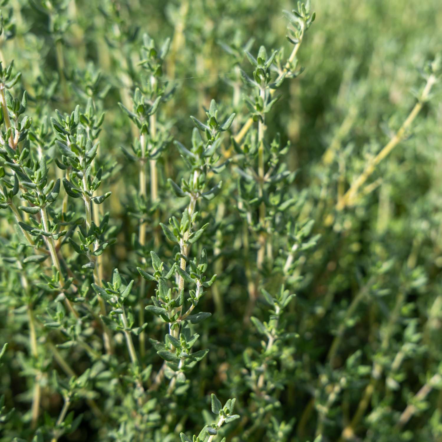 Timjami (BIO siemen)