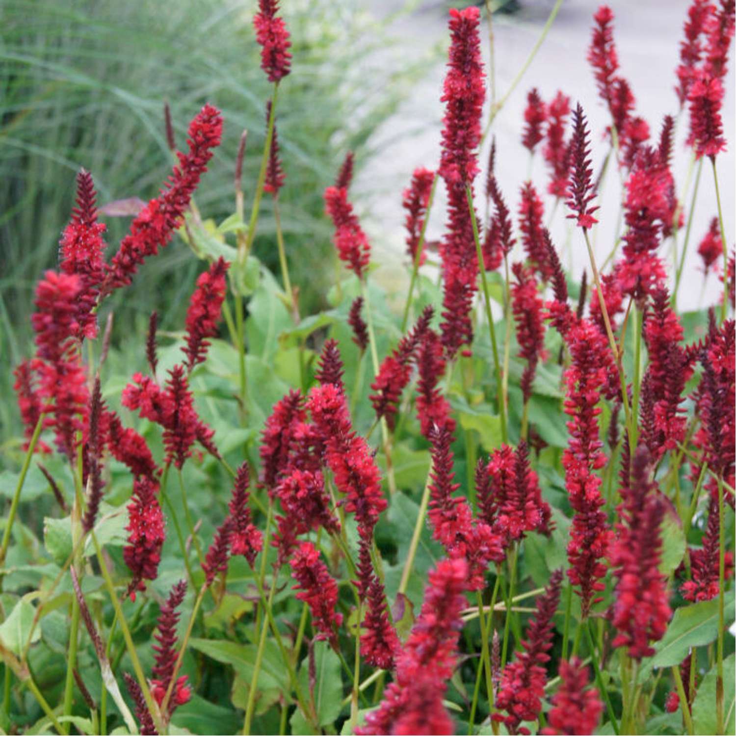 Verikonnantatar 'Blackfield' (Persicaria amplexicaulis)