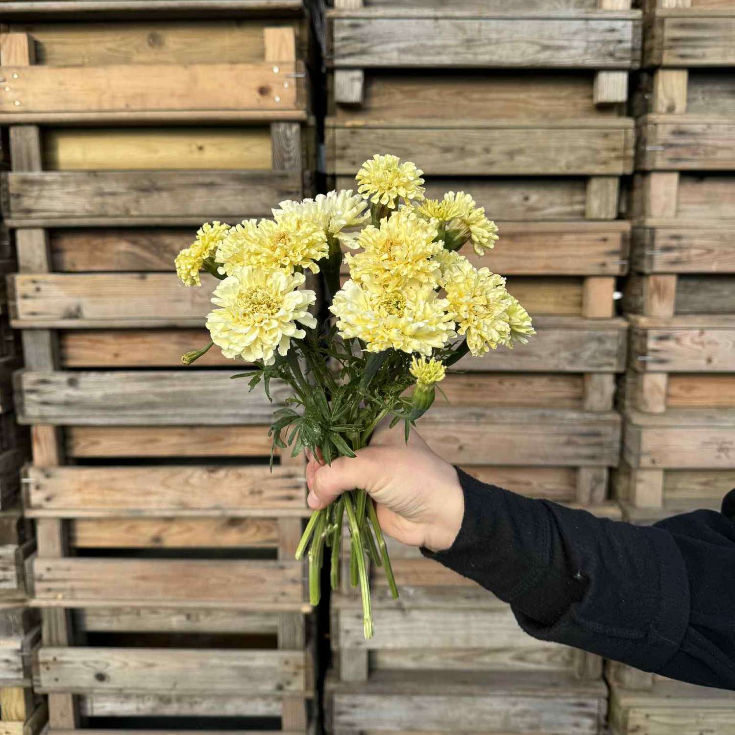 Samettikukka 'Sugar and Spice White'  (siemen)