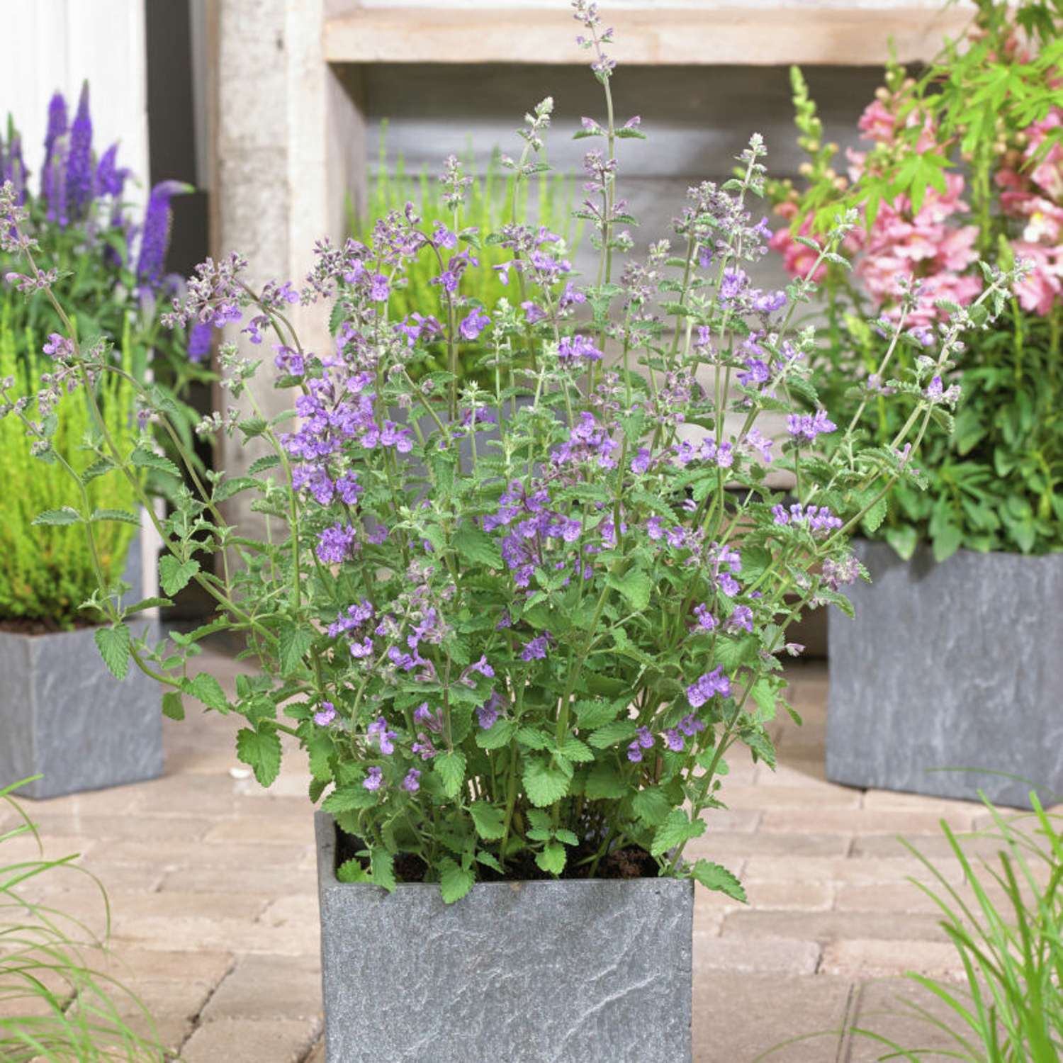 Mirrinminttu 'Walker's Low' (Nepeta × faassenii)