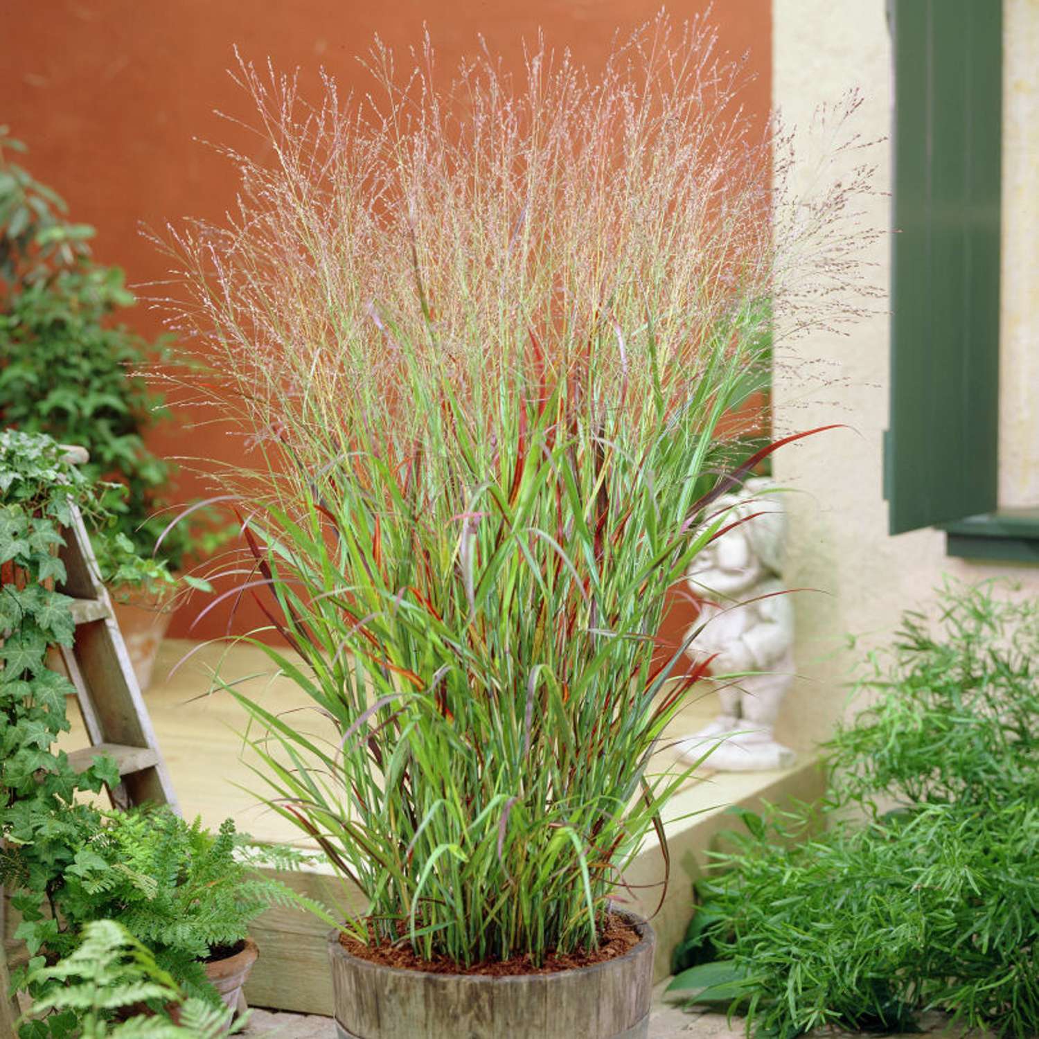 Lännenhirssi 'Shenandoah' (Panicum virgatum)