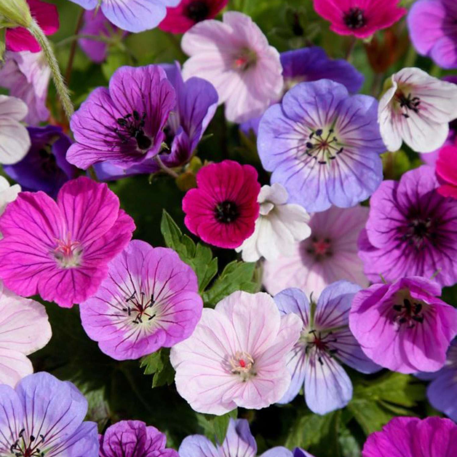 Kurjenpolvi 'Breeders Mix'