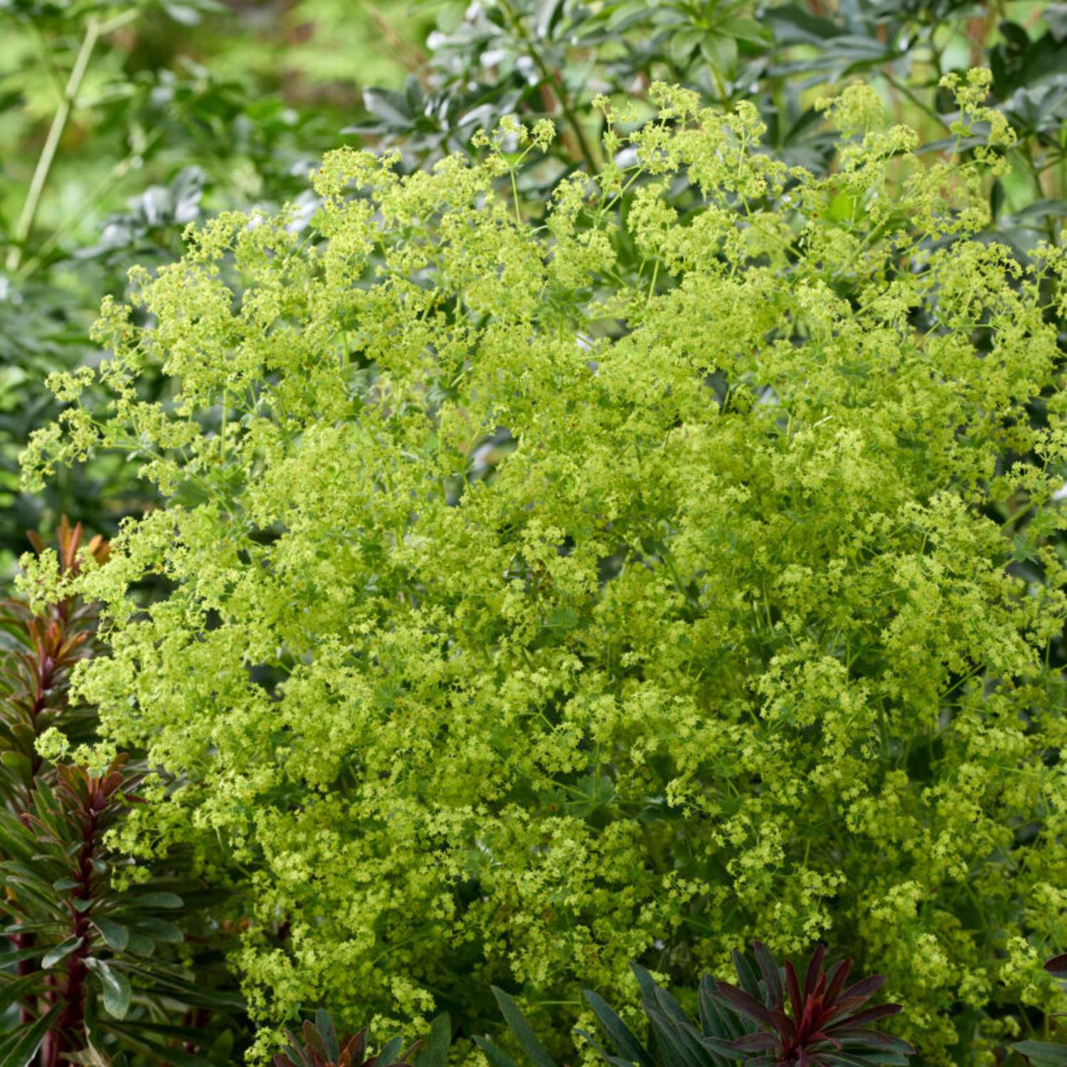 Jättipoimulehti (Alchemilla mollis)