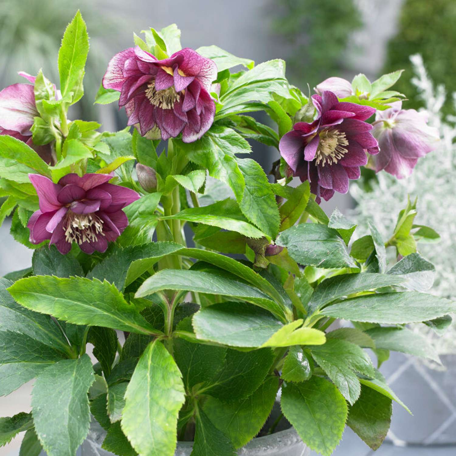 Tarhajouluruusu 'Double Ellen Red' (Helleborus × hybridus)