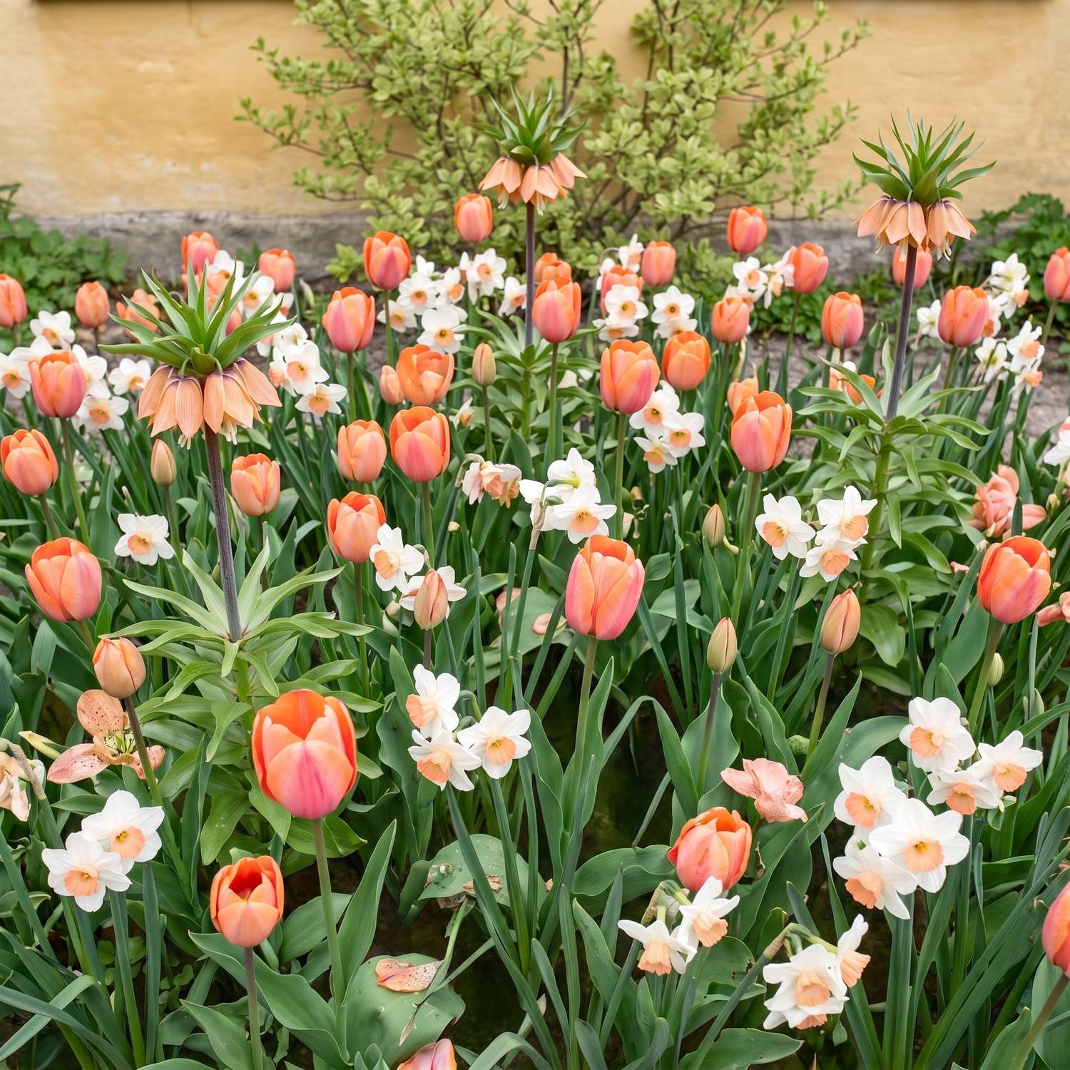 Valmis kukkapenkki 'Crown Jewel' (1 m²)