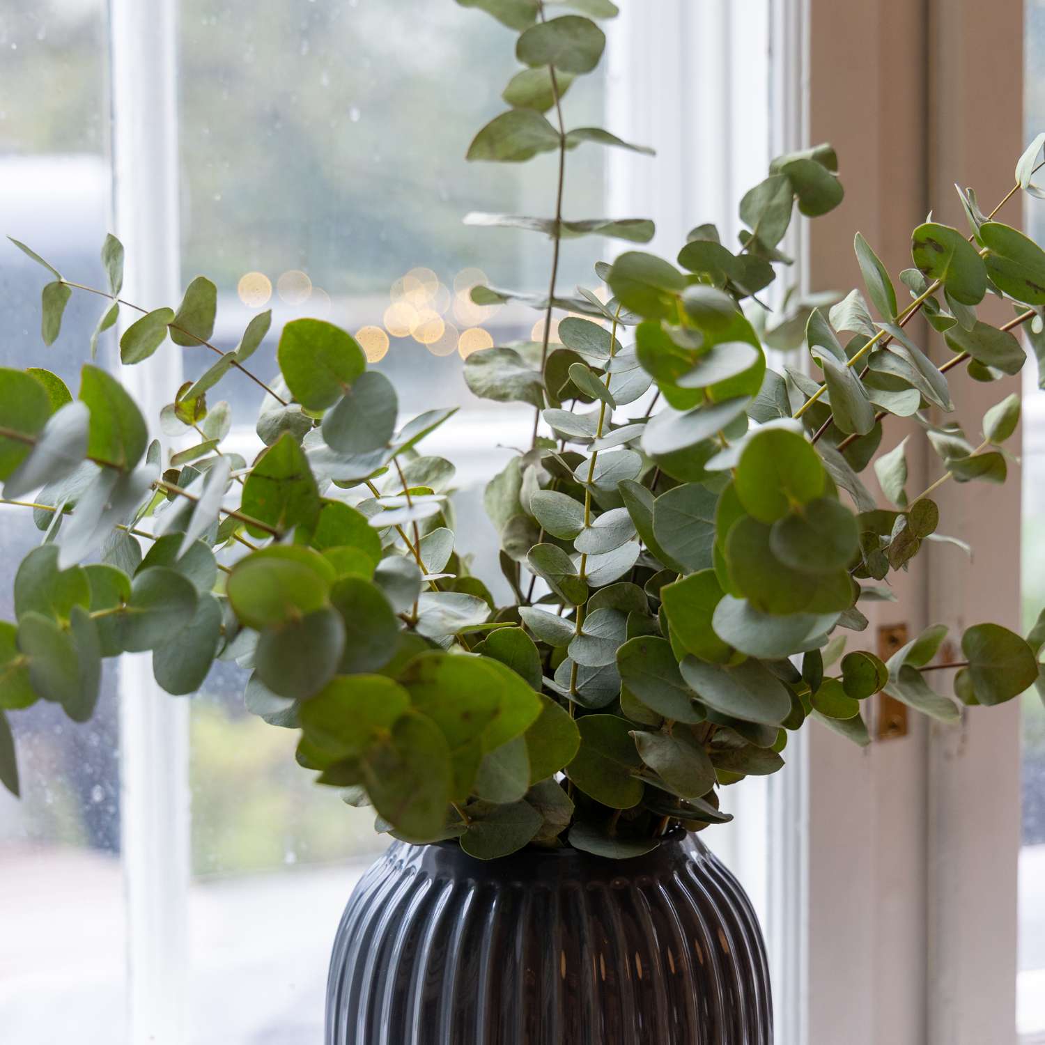 Eukalyptus 'Baby Blue Bouquet' (siemen)