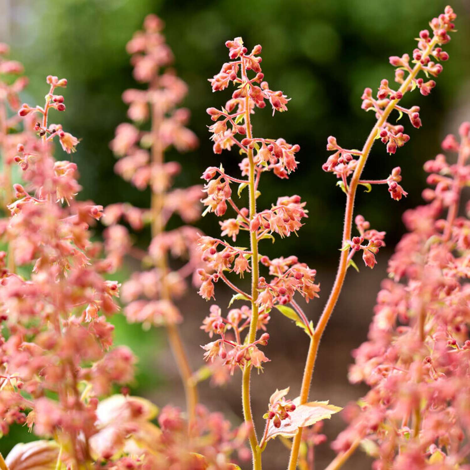 Tarhakeijunkukka 'Eternal Flame' (Heuchera)