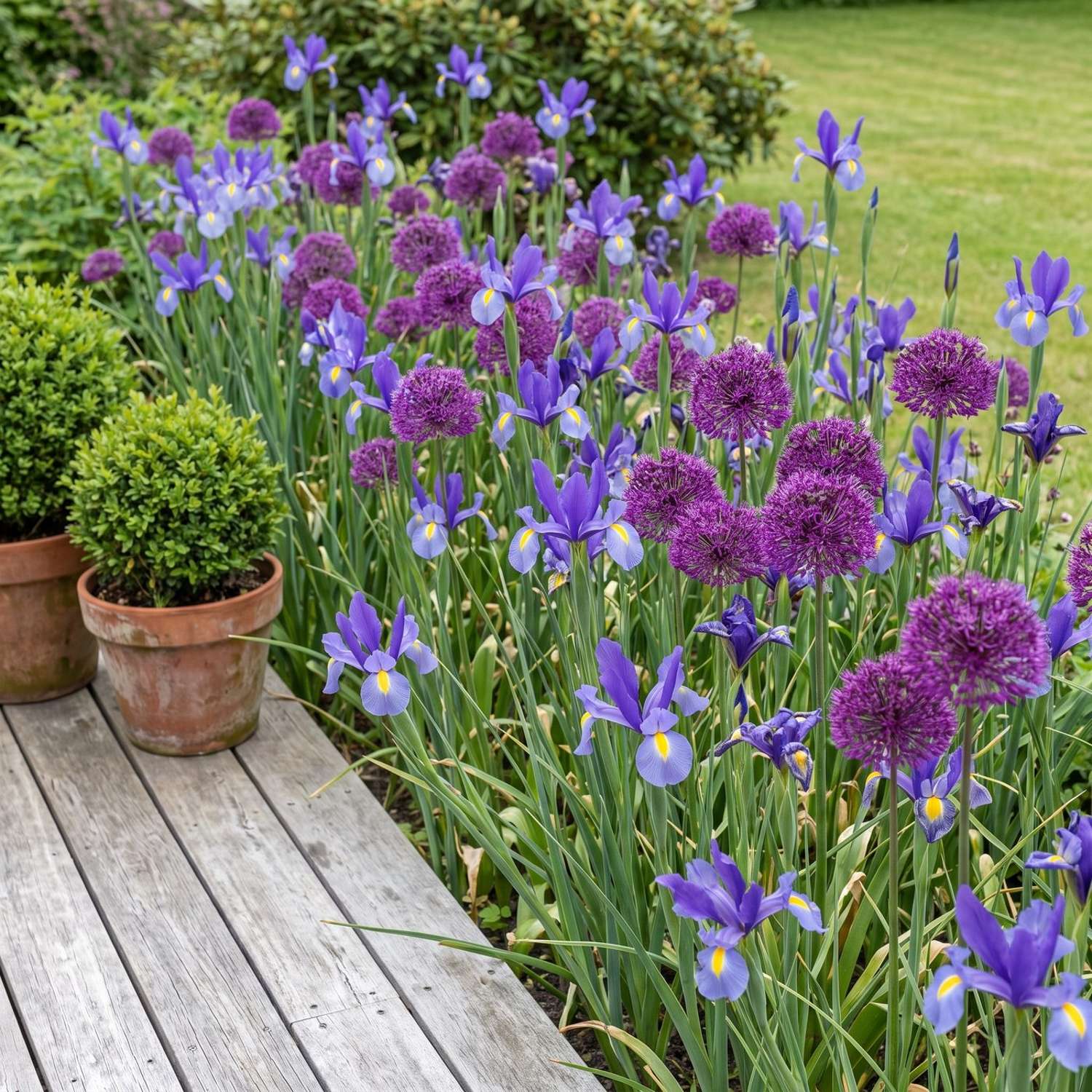 Valmis kukkapenkki 'Blue June' (1 m²)