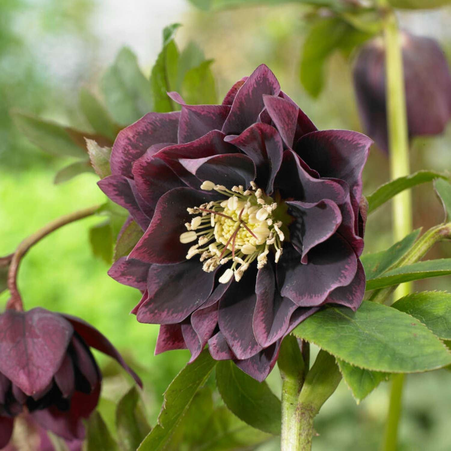 Tarhajouluruusu 'Double Ellen Purple' (Helleborus × hybridus)