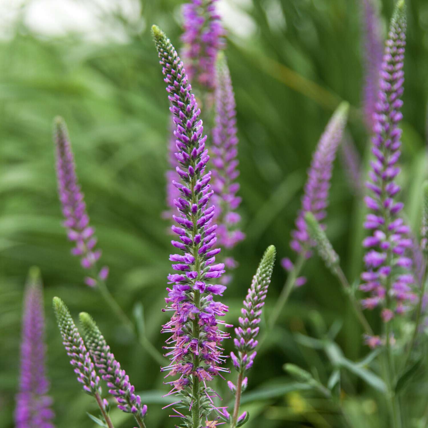 Rantatädyke 'Eveline'