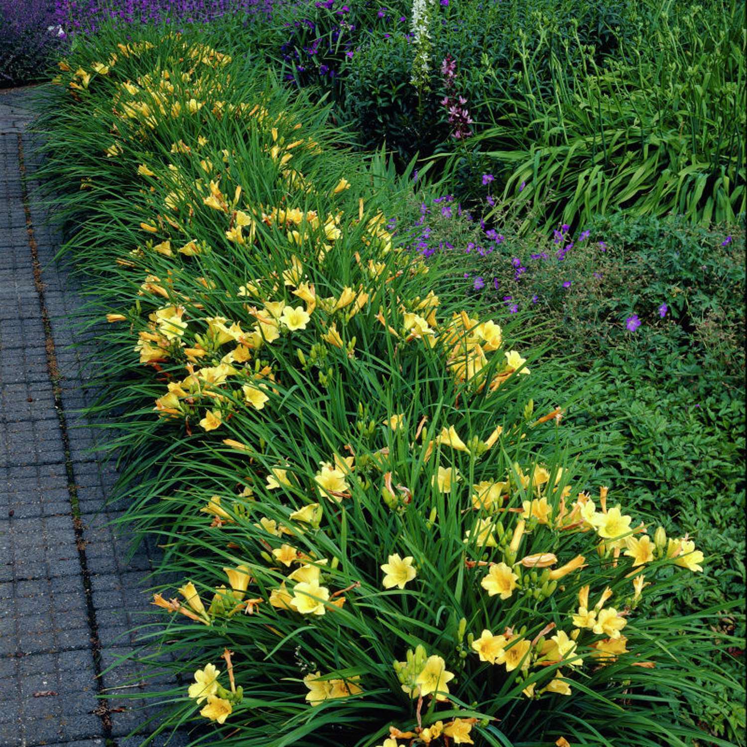 Tarhapäivänlilja 'Stella de Oro' (Hemerocallis)