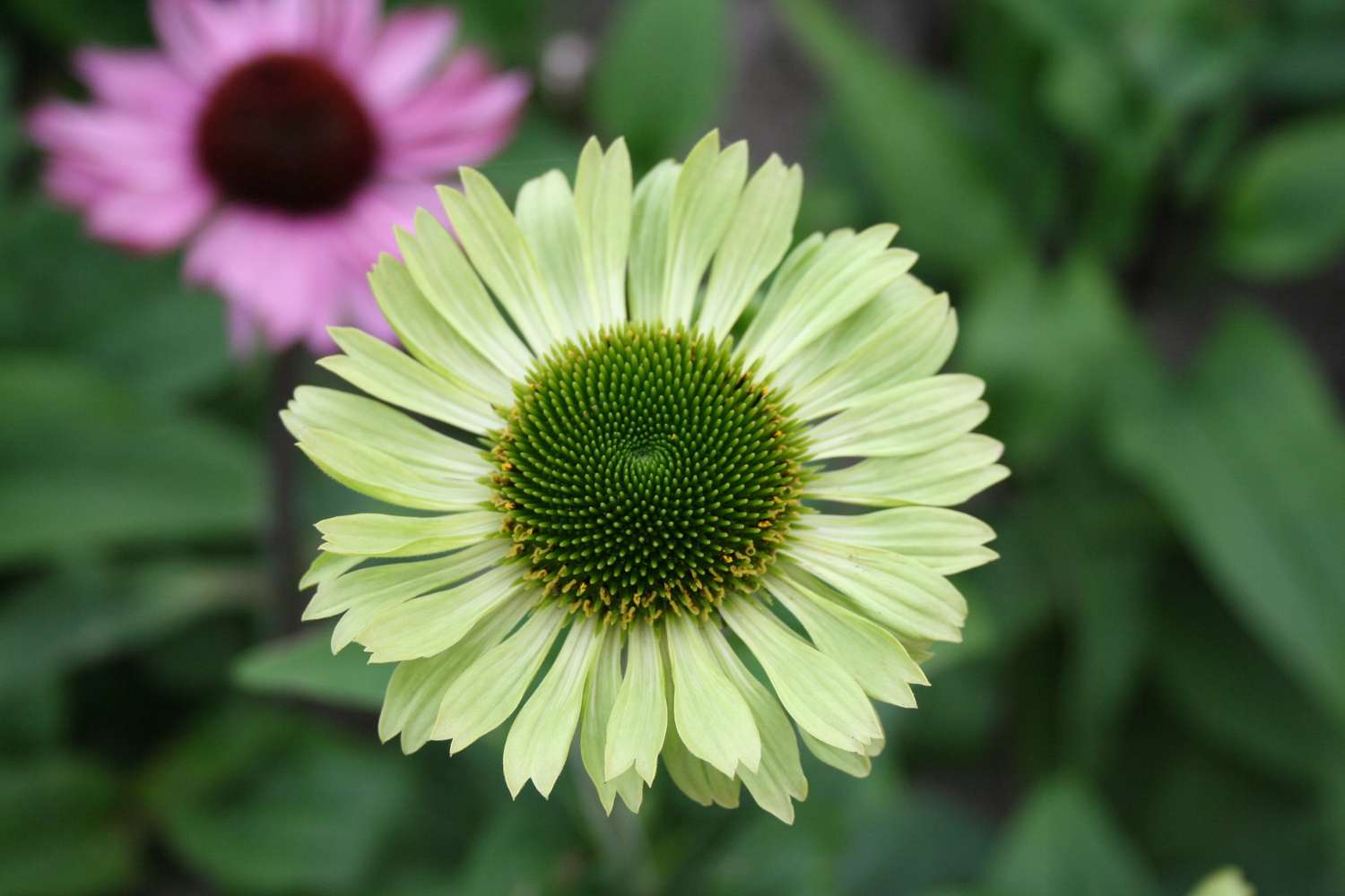 Punahattu Echinacea 'Green Jewel'