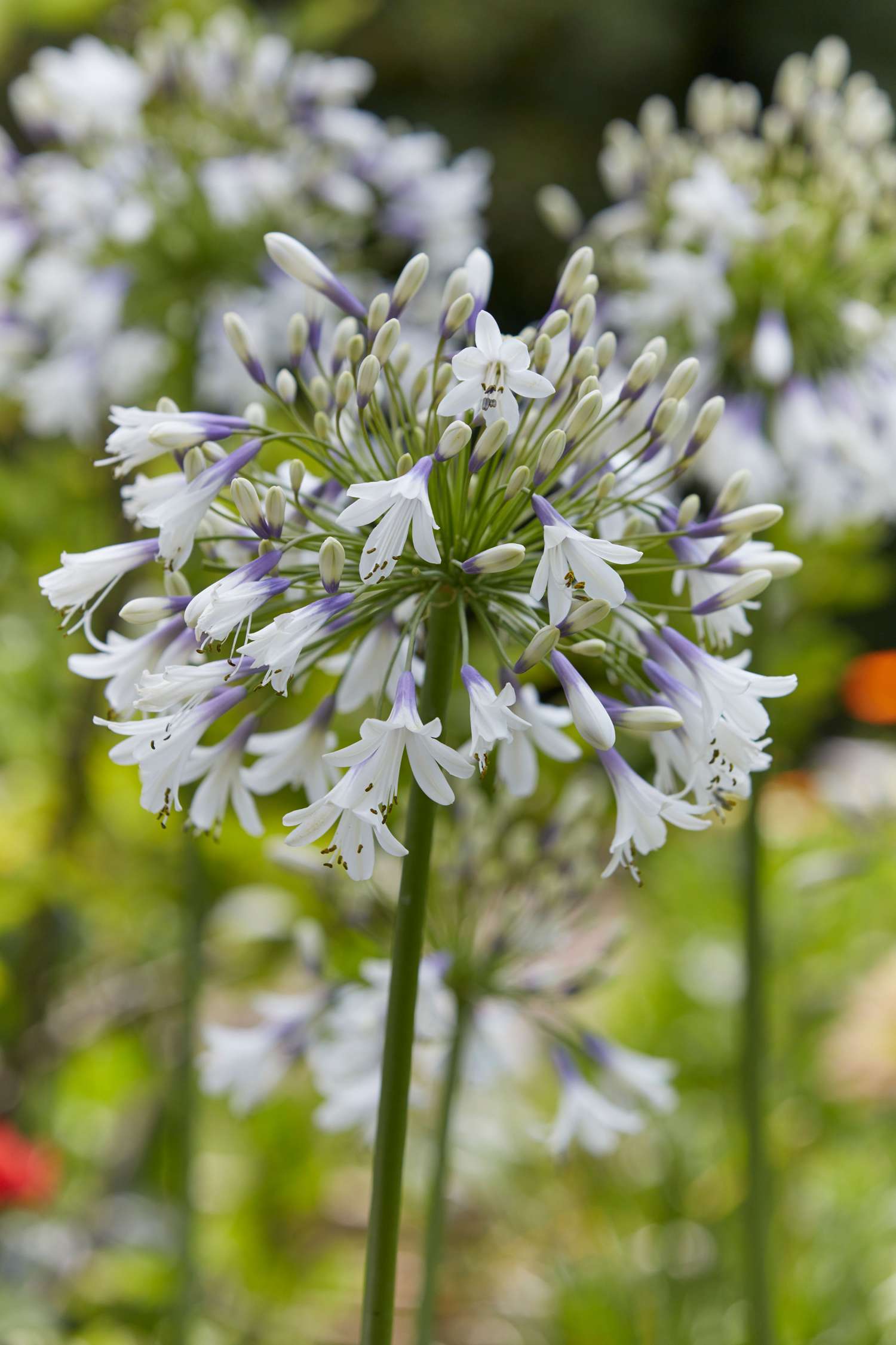 Punatupsukki 'Fireworks'