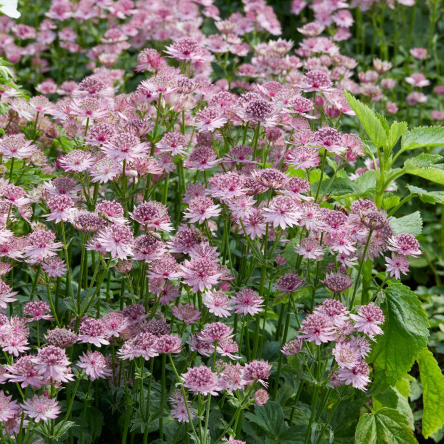 Isotähtiputki 'Roma' (Astrantia major)