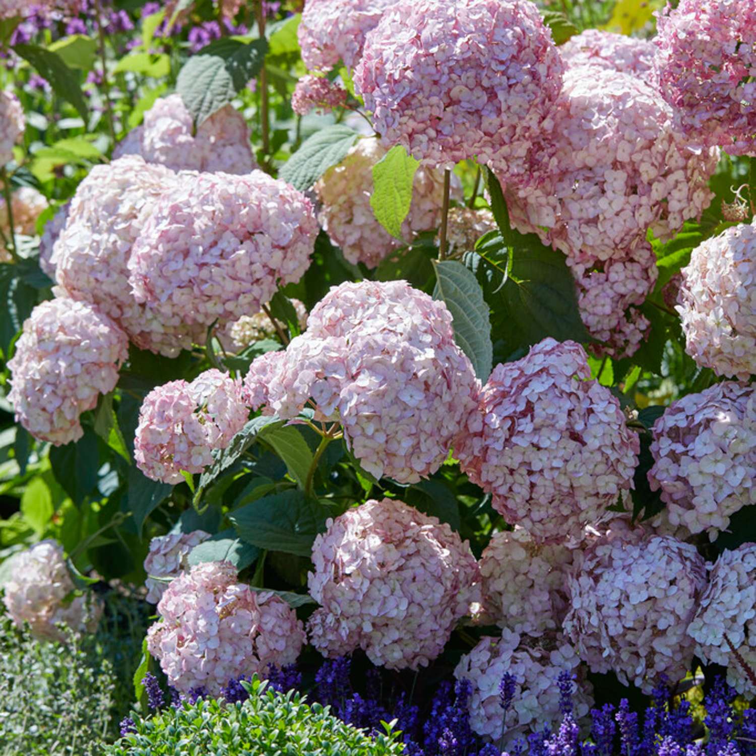 Pallohortensia ‘Candybelle Bubblegum’