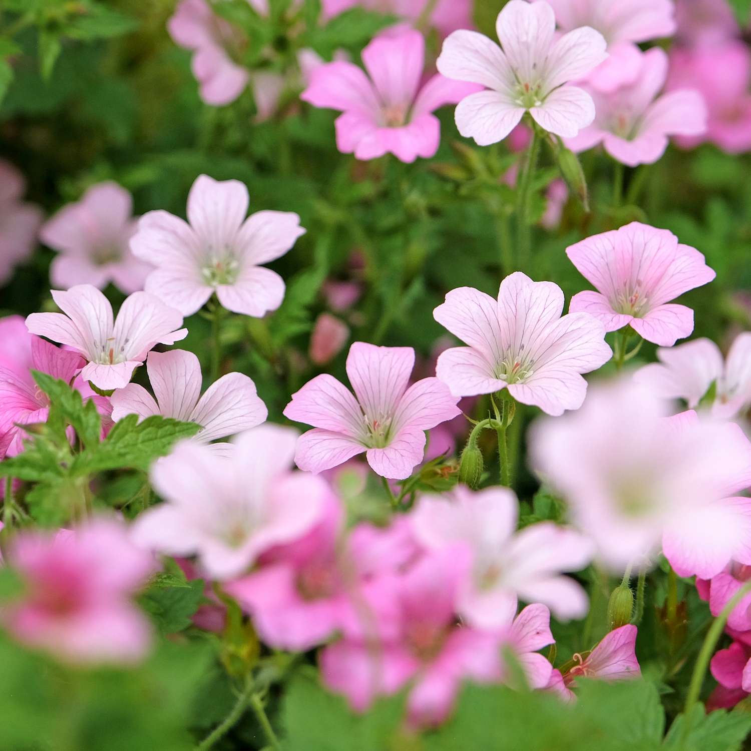 Kurjenpolvi 'Rose Clair'