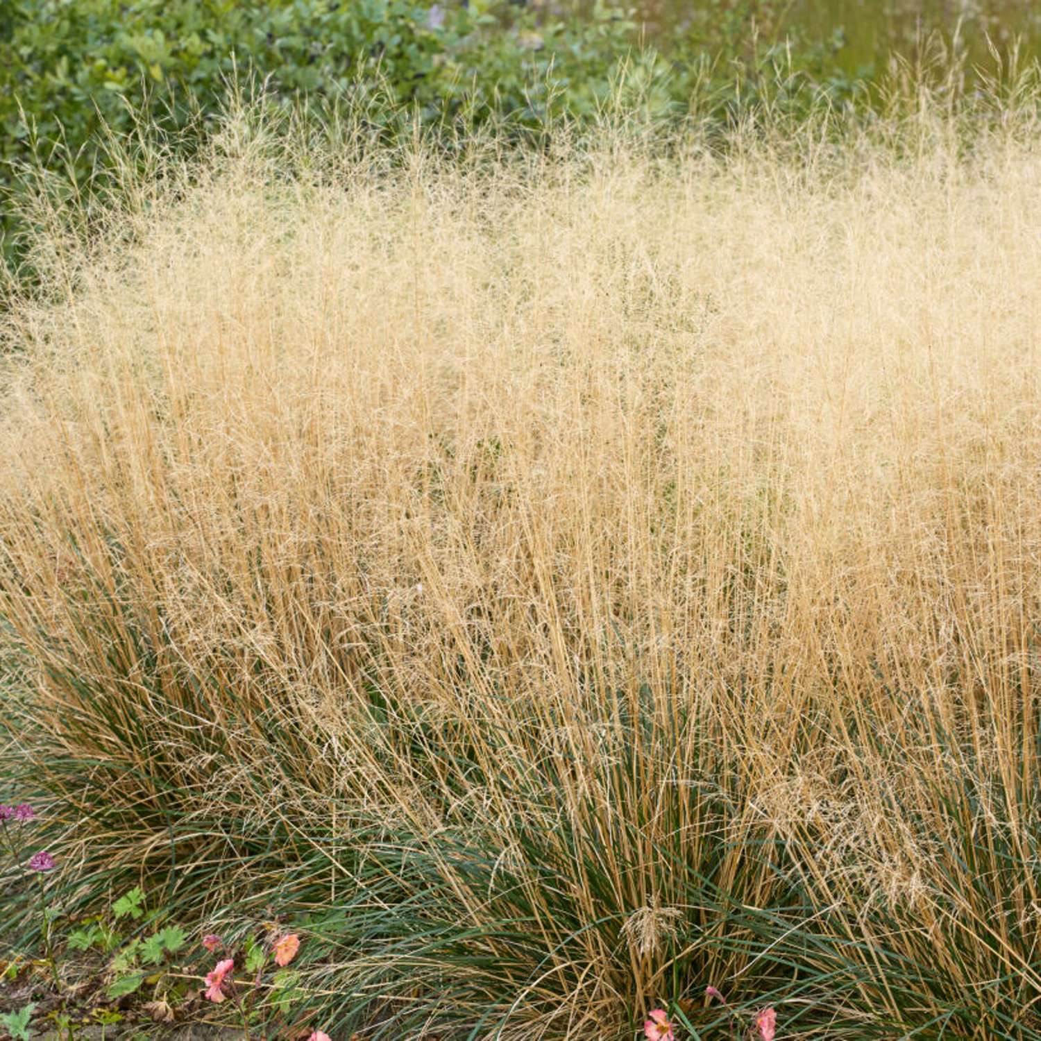 Nurmilauha 'Goldtau' (Deschampsia cespitosa)